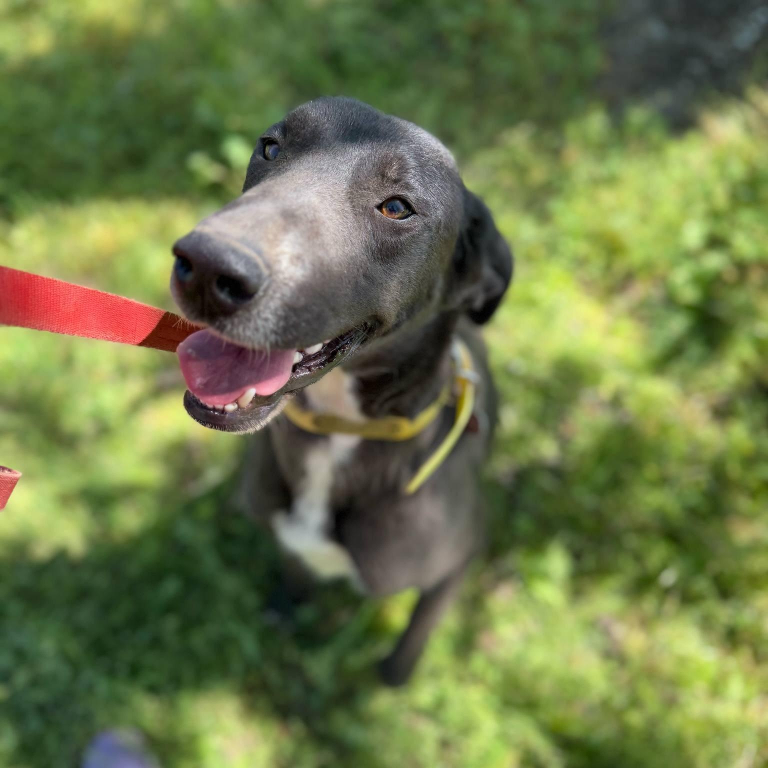 Millie, Adoptable, Young Female Great Dane & Mountain Cur.