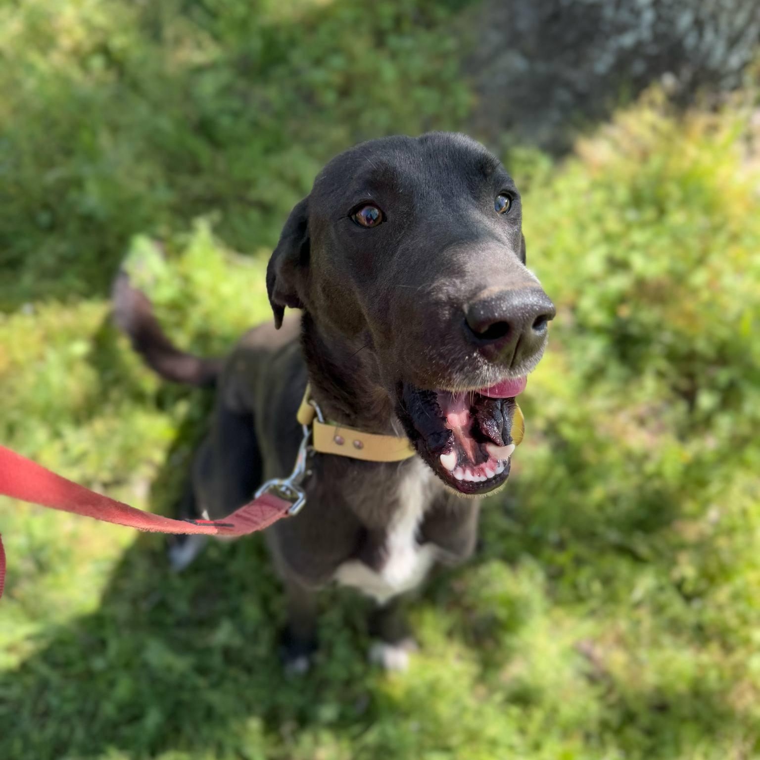 Enlarge Millie, a Adoptable mixed breed in Geneseo , IL image 6/6