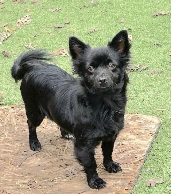 Enlarge DAISY, a ADOPTABLE mixed breed in Vacaville, CA image 1/1