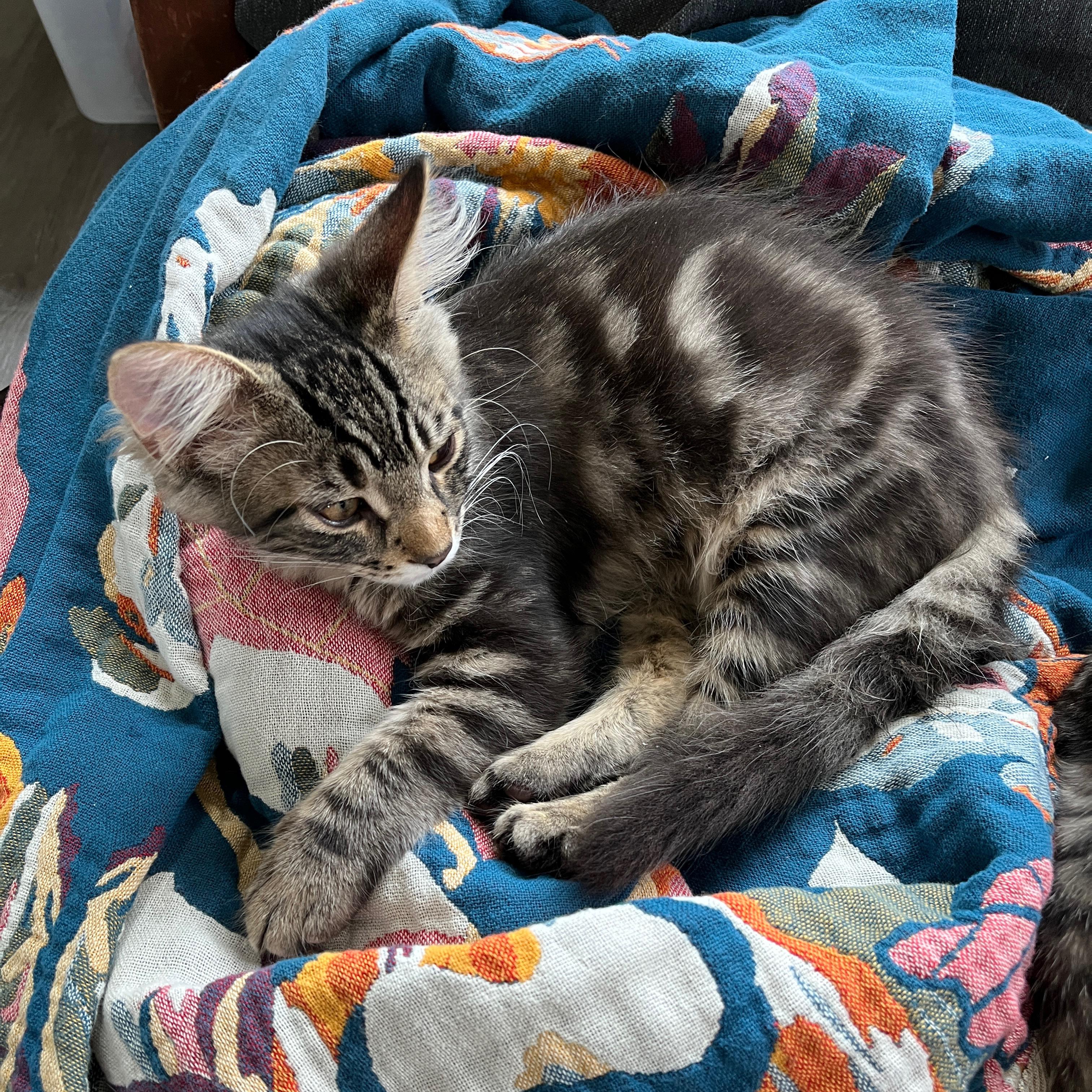 Thor, an adopted mixed breed in Neenah, WI image 4/5