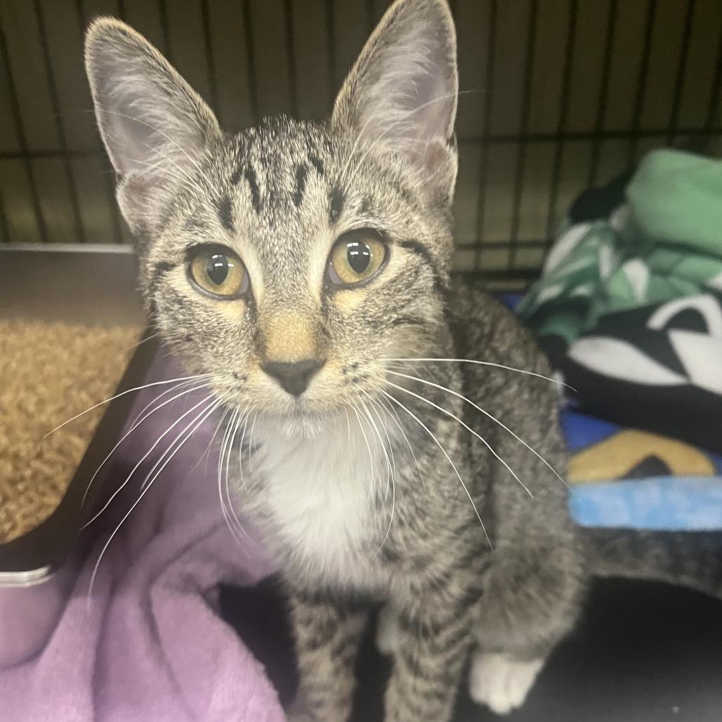 Garvey (orange collar), Adoptable, Kitten Male Domestic Short Hair.