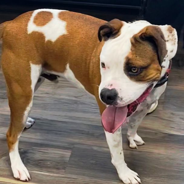 Enlarge Oliver, a Adoptable mixed breed in Oklahoma City, OK image 11/15