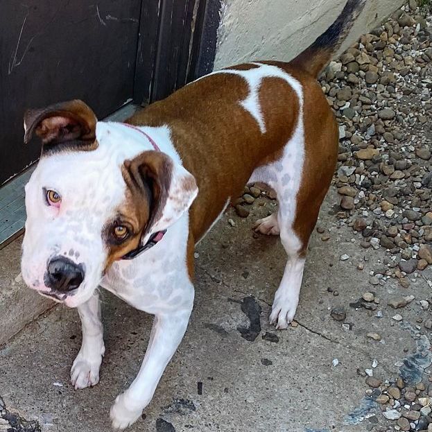 Enlarge Oliver, a Adoptable mixed breed in Oklahoma City, OK image 12/15