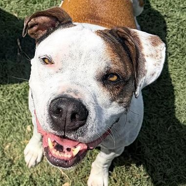Enlarge Oliver, a Adoptable mixed breed in Oklahoma City, OK image 6/6