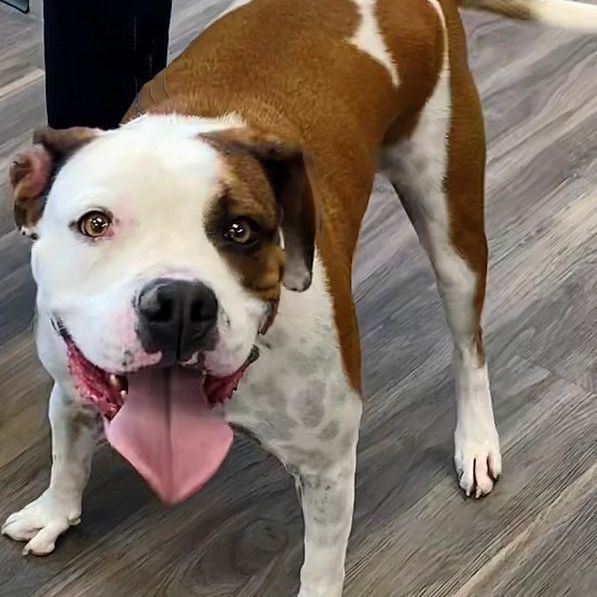 Enlarge Oliver, a Adoptable mixed breed in Oklahoma City, OK image 1/15