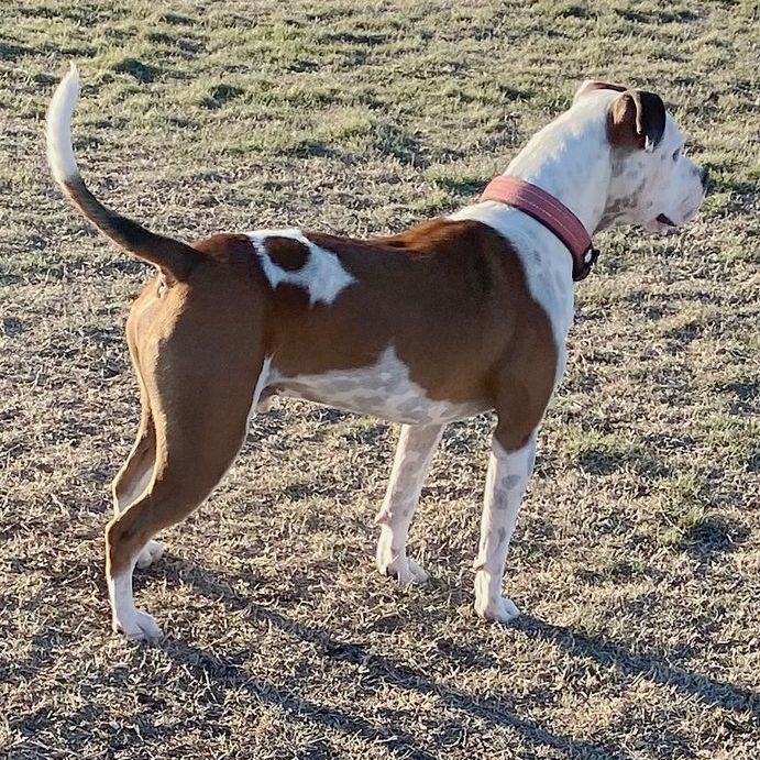 Enlarge Oliver, a Adoptable mixed breed in Oklahoma City, OK image 13/15