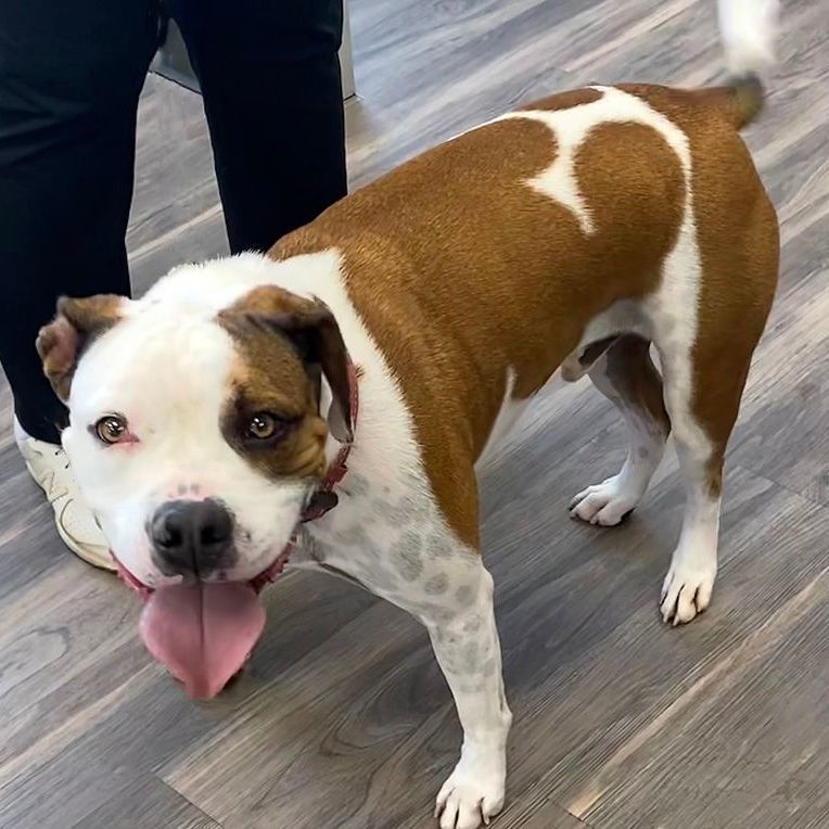 Enlarge Oliver, a Adoptable mixed breed in Oklahoma City, OK image 14/15