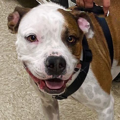 Enlarge Oliver, a Adoptable mixed breed in Oklahoma City, OK image 15/15