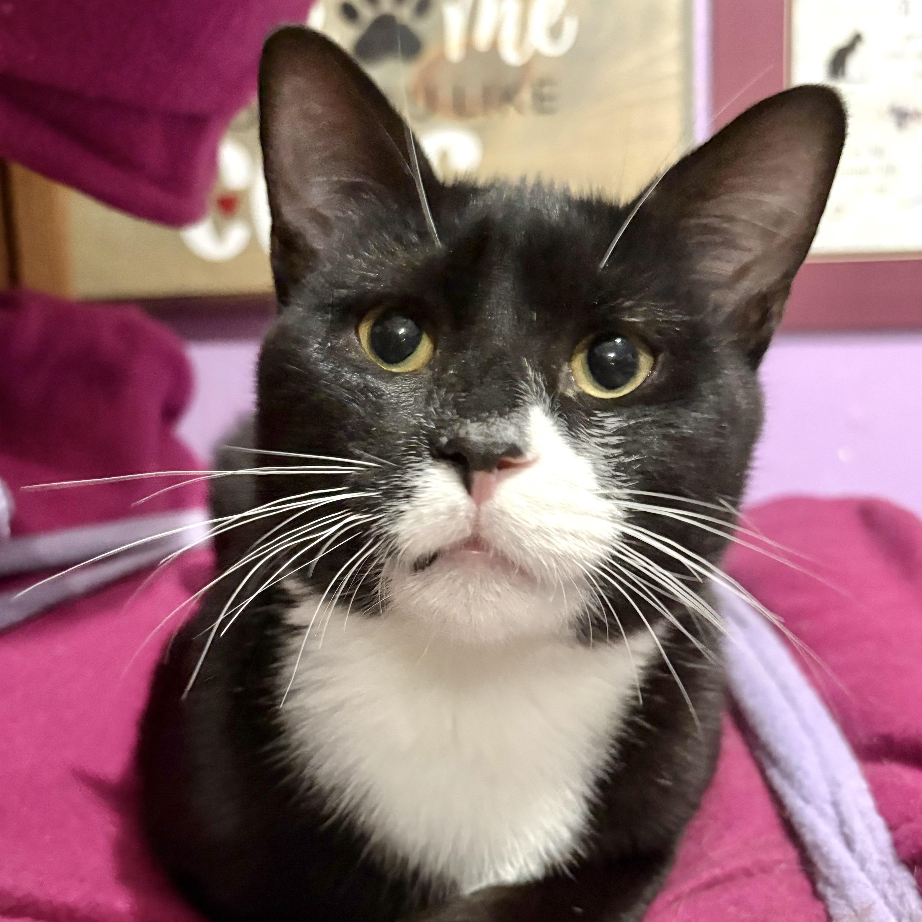 Deacon, ADOPTABLE, Young Male Tuxedo.