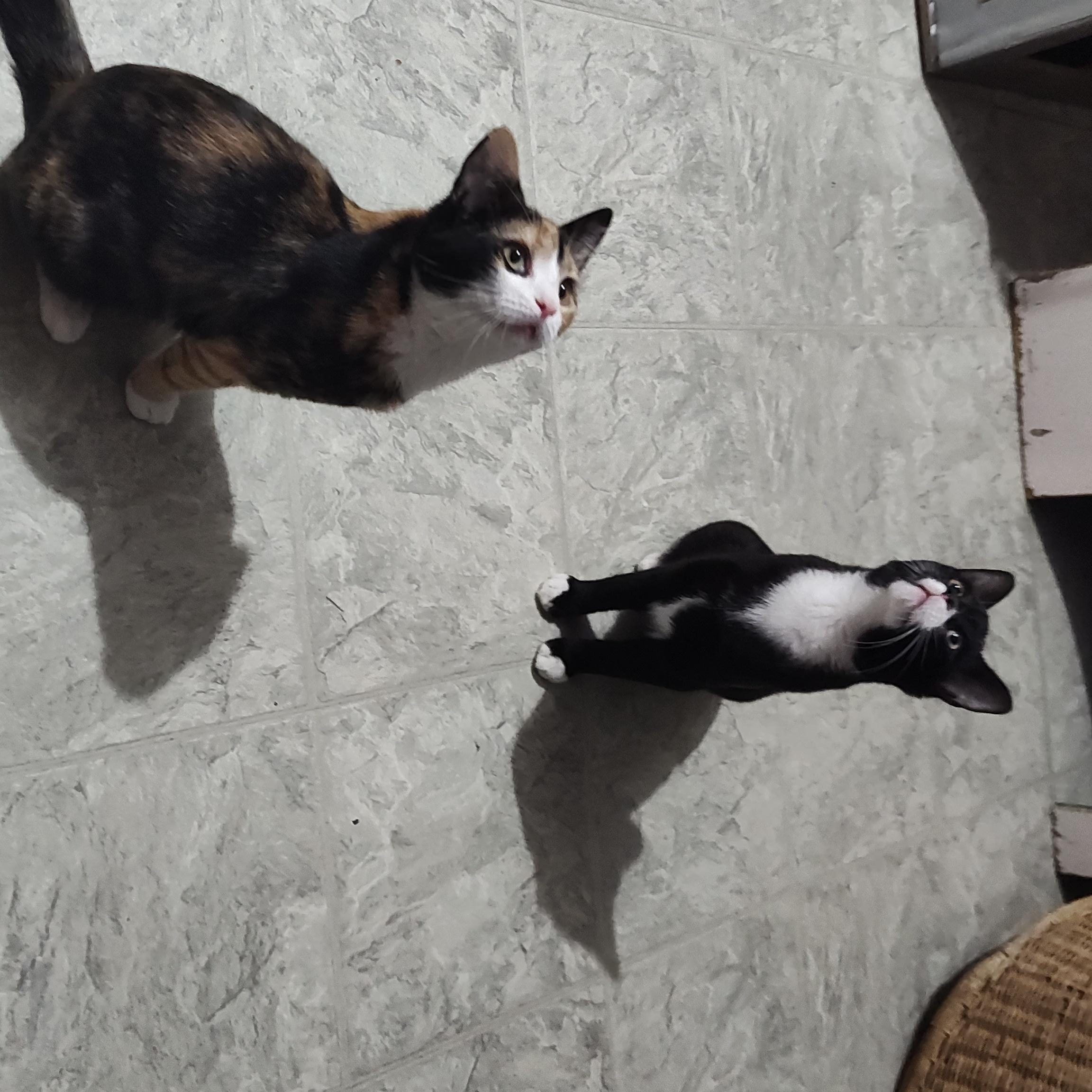 Enlarge Deacon, a ADOPTABLE Tuxedo in Huntington, MA image 3/6