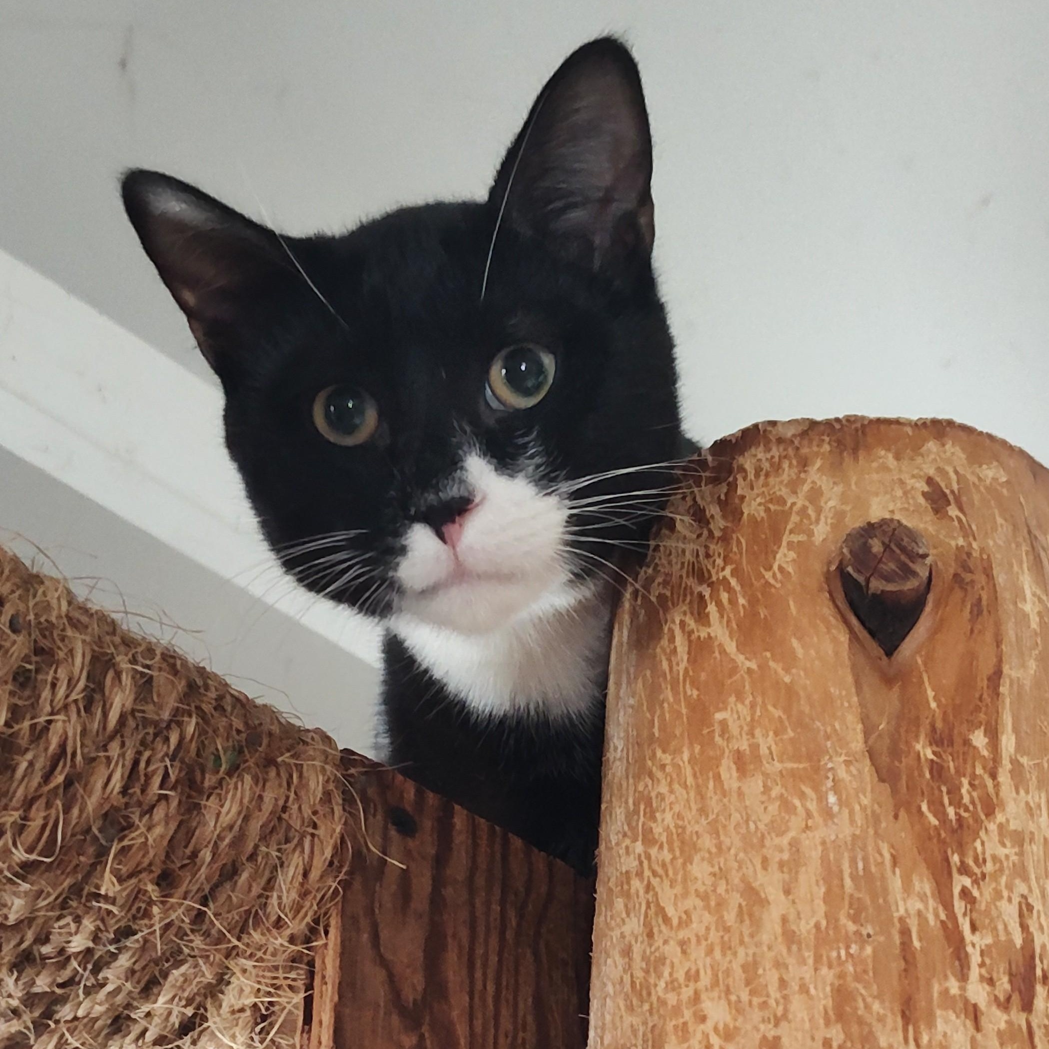 Enlarge Deacon, a ADOPTABLE Tuxedo in Huntington, MA image 4/6