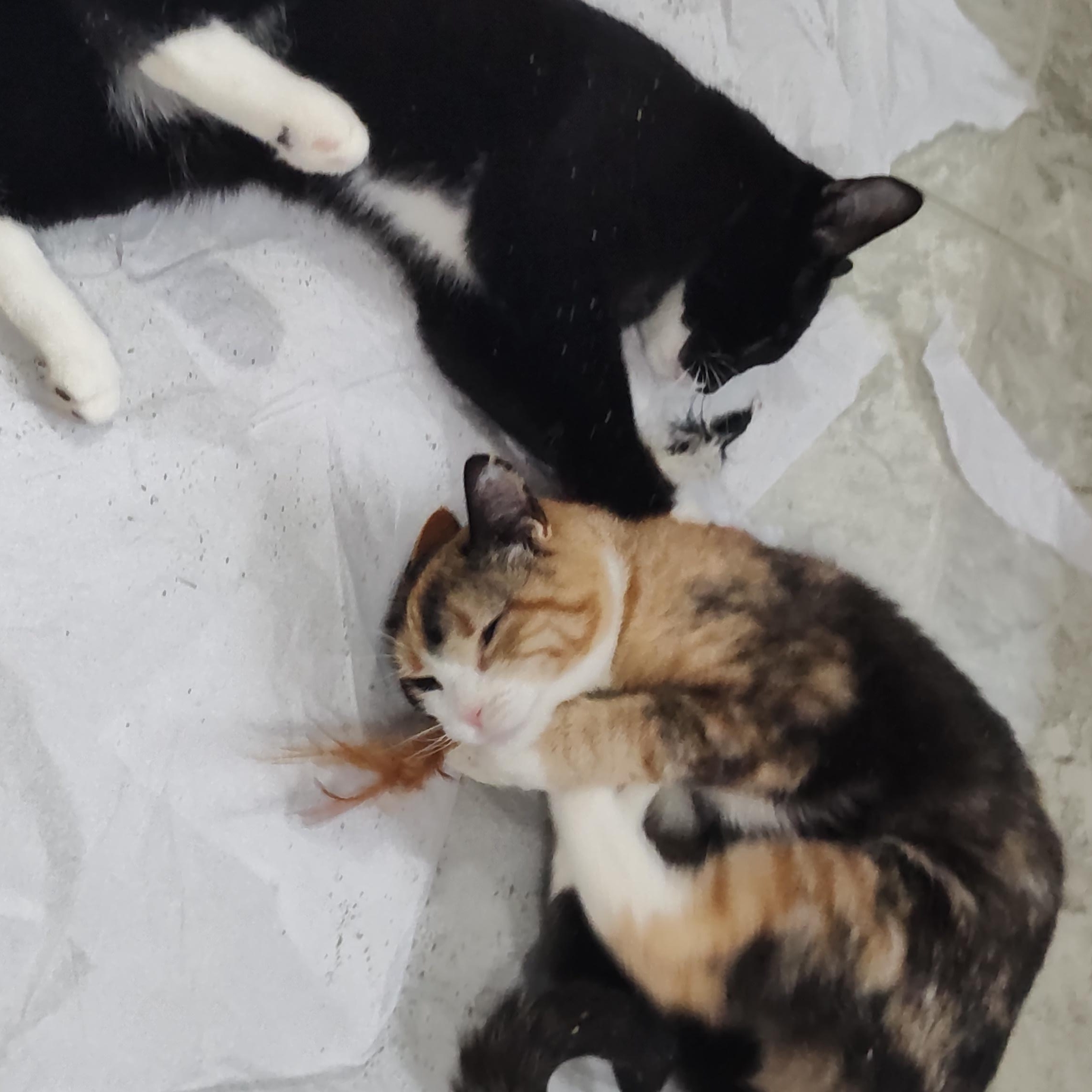 Enlarge Deacon, a ADOPTABLE Tuxedo in Huntington, MA image 5/6