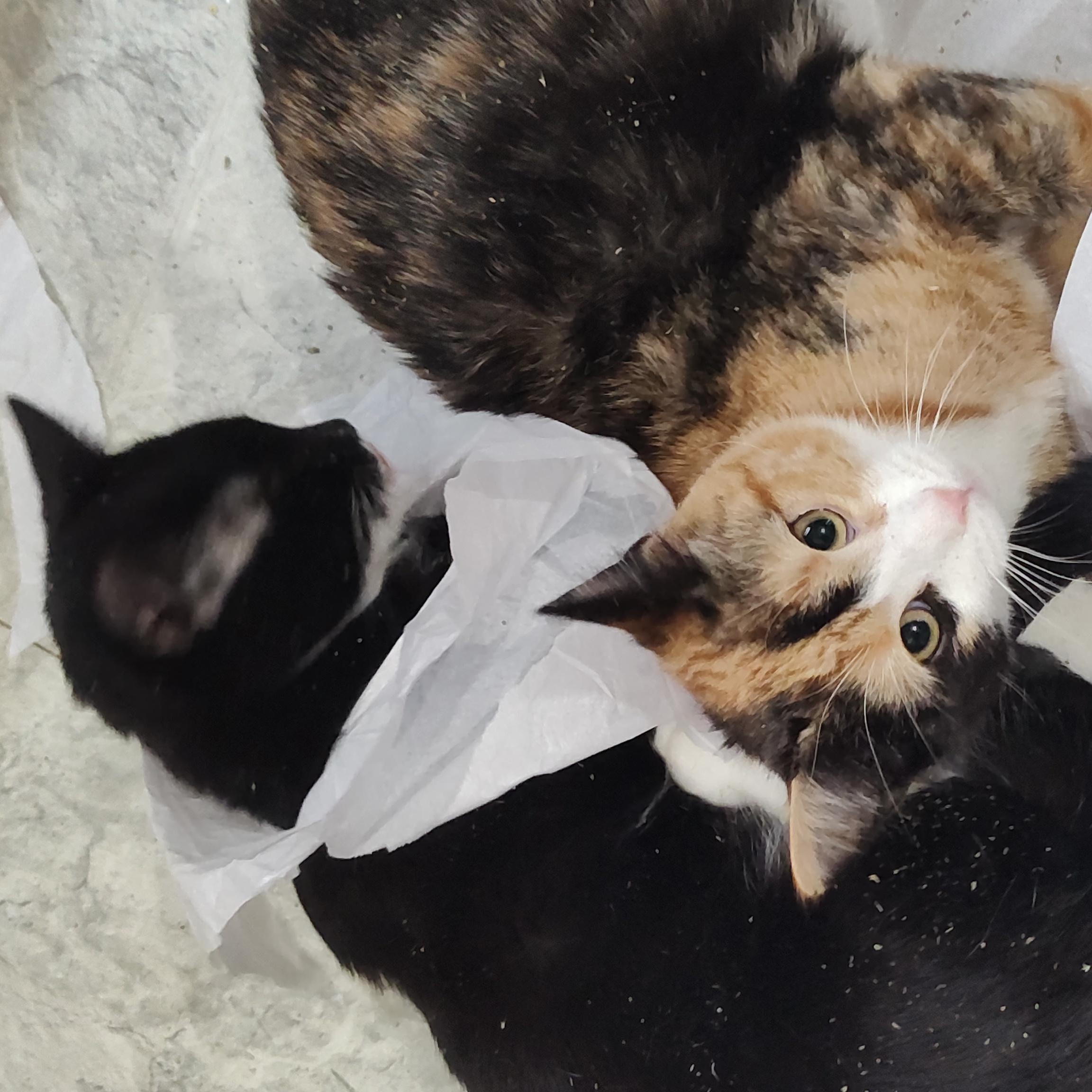 Enlarge Deacon, a ADOPTABLE Tuxedo in Huntington, MA image 6/6