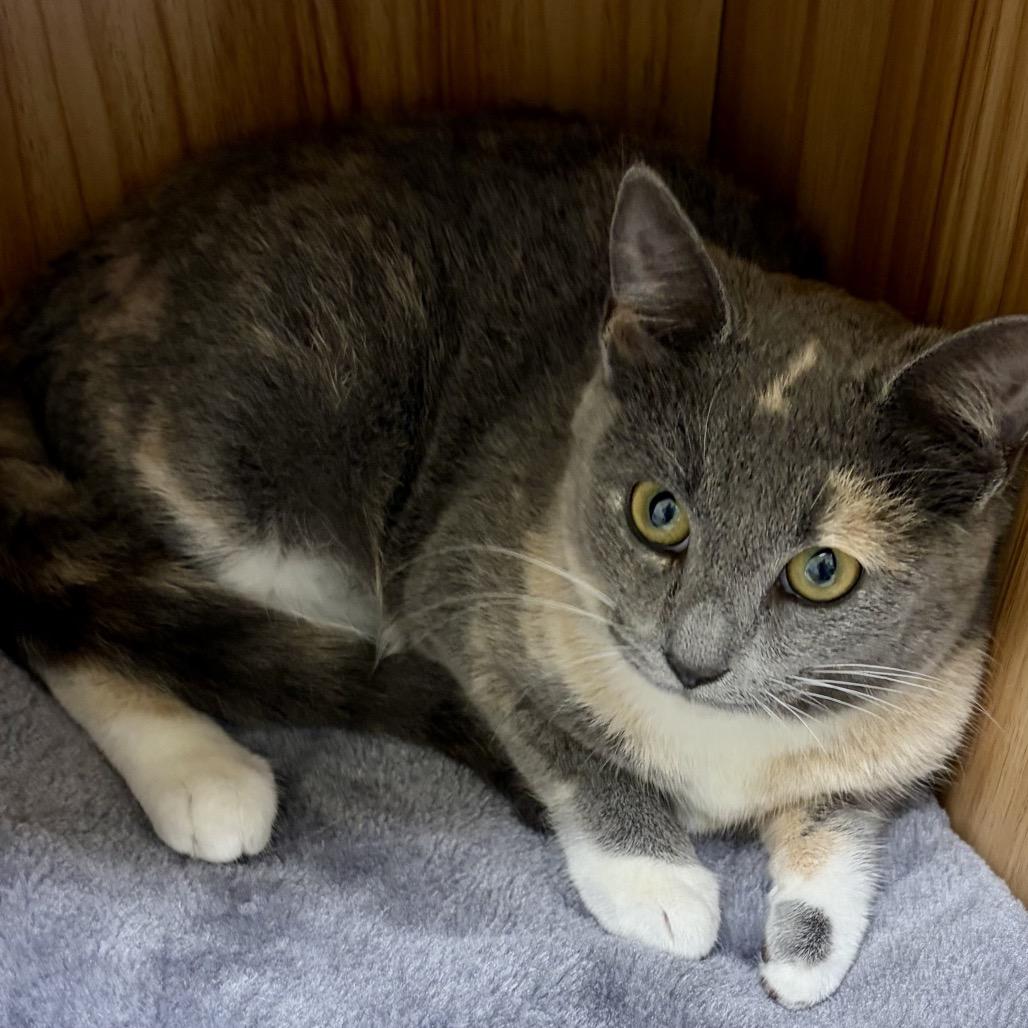 Fiona, Adoptable, Young Female Domestic Short Hair.