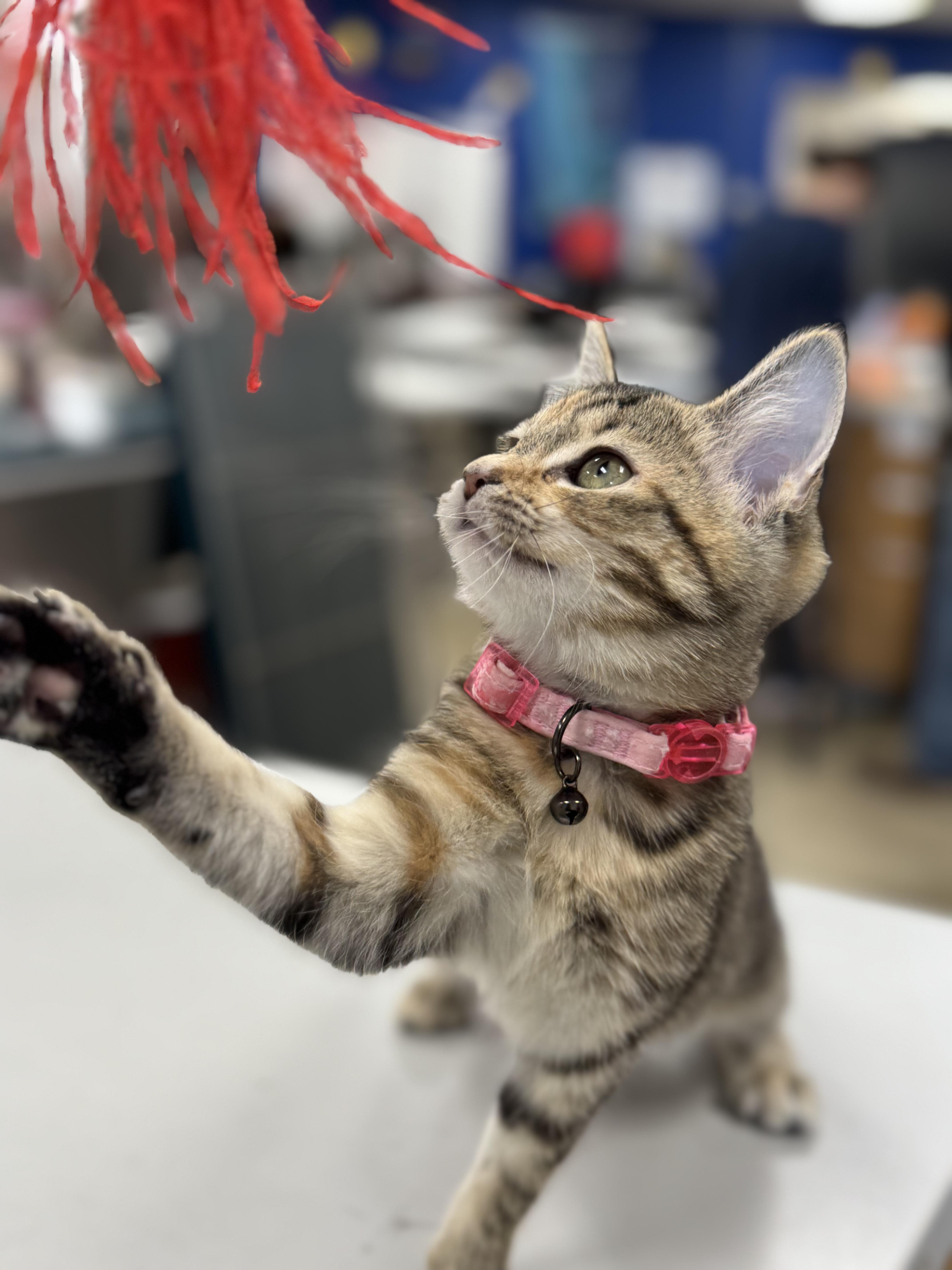 Enlarge STAR, an adopted Domestic Short Hair in Ashland, OH image 3/6