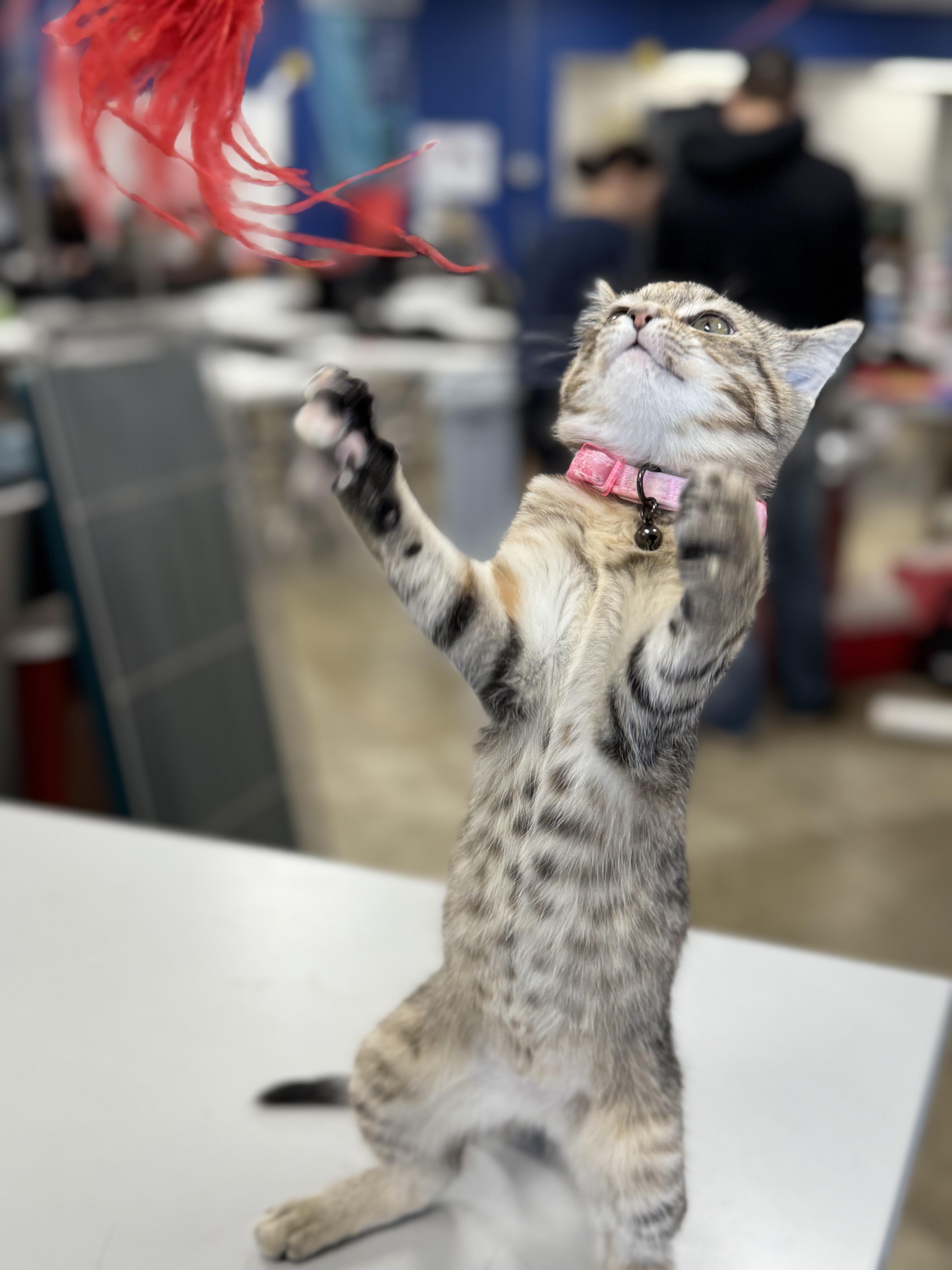 Enlarge STAR, an adopted Domestic Short Hair in Ashland, OH image 6/6
