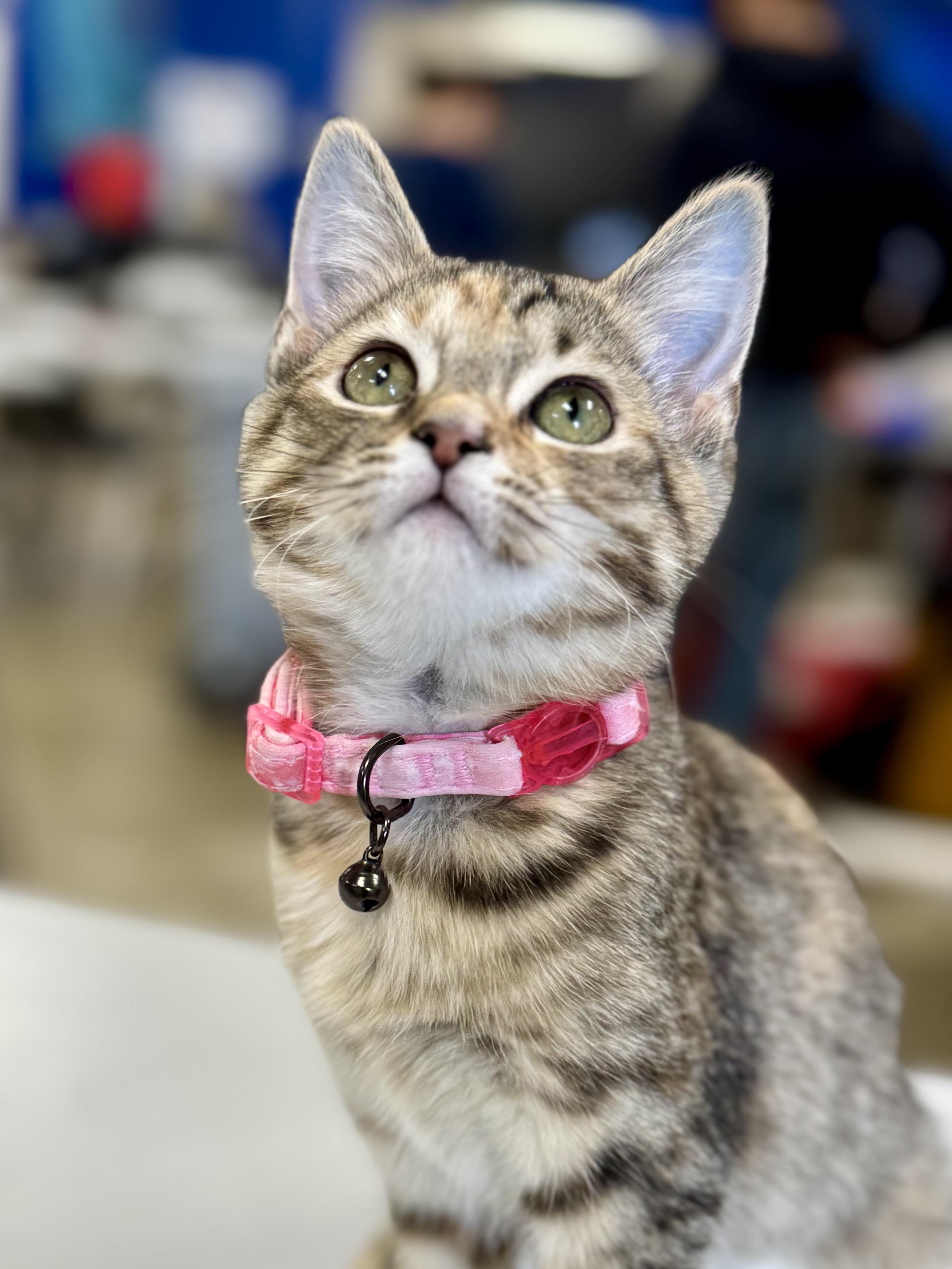 Enlarge STAR, an adopted Domestic Short Hair in Ashland, OH image 5/6