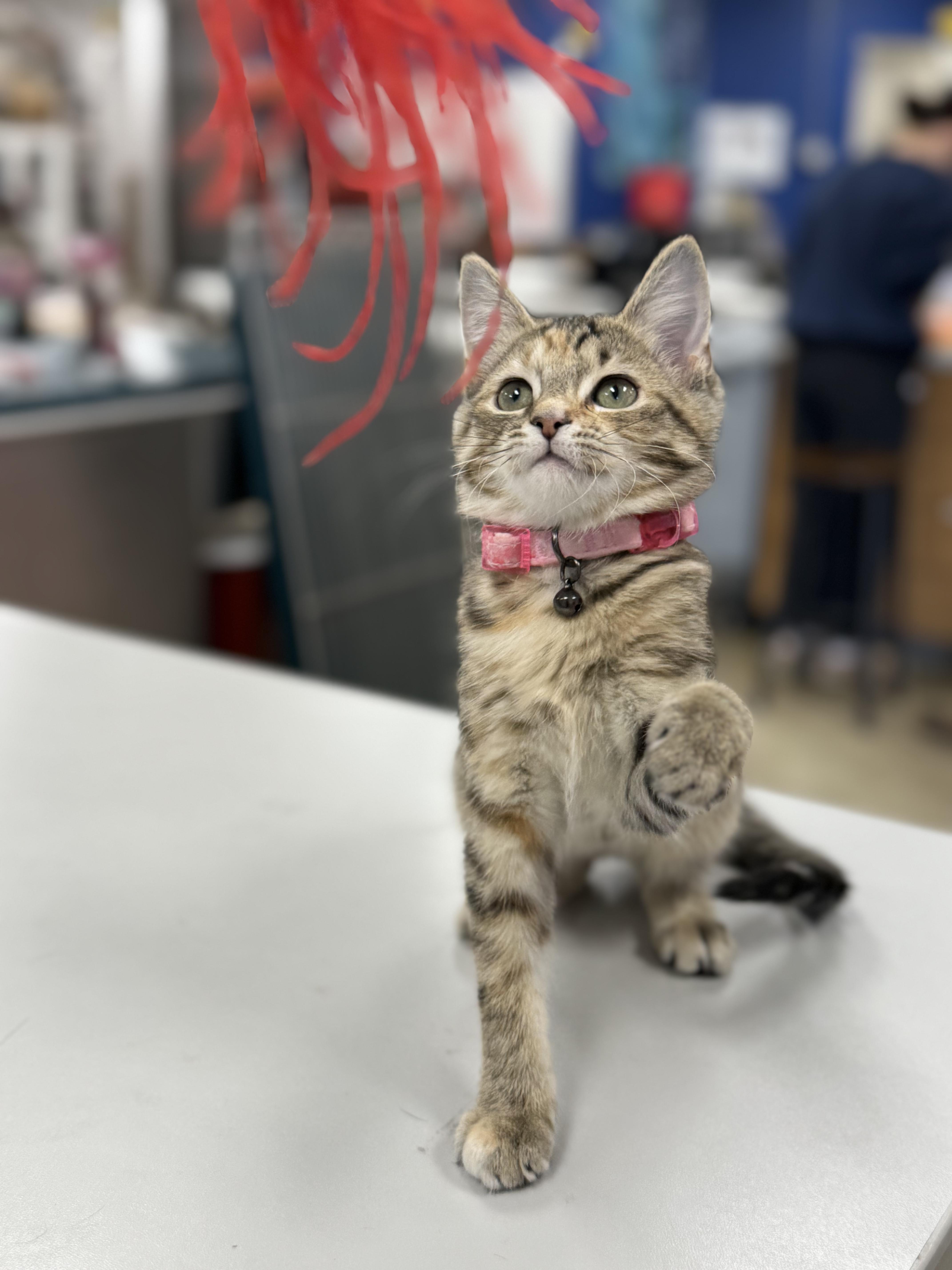 STAR, Adoptable, Kitten Female Domestic Short Hair.