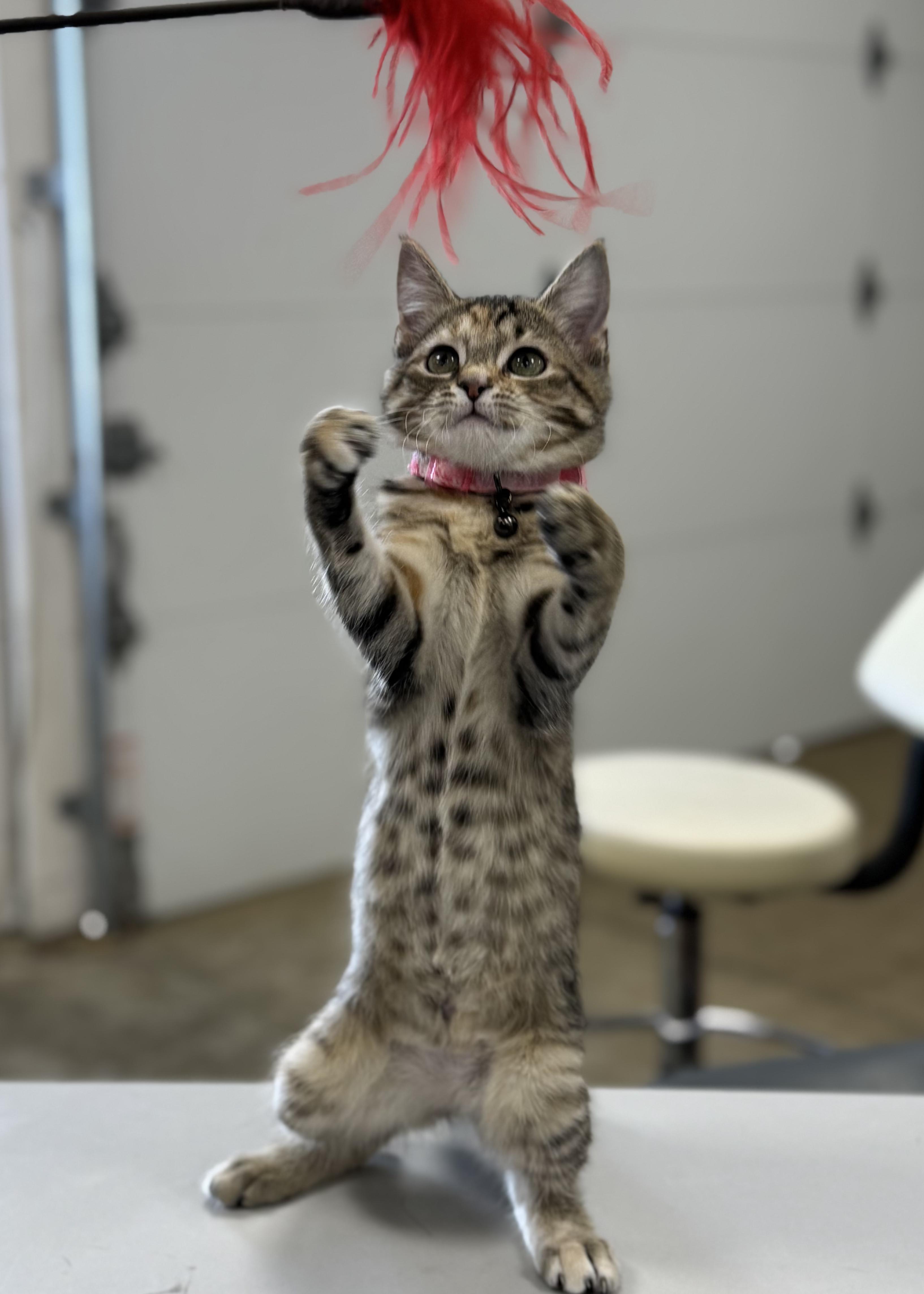 Enlarge STAR, an adopted Domestic Short Hair in Ashland, OH image 2/6