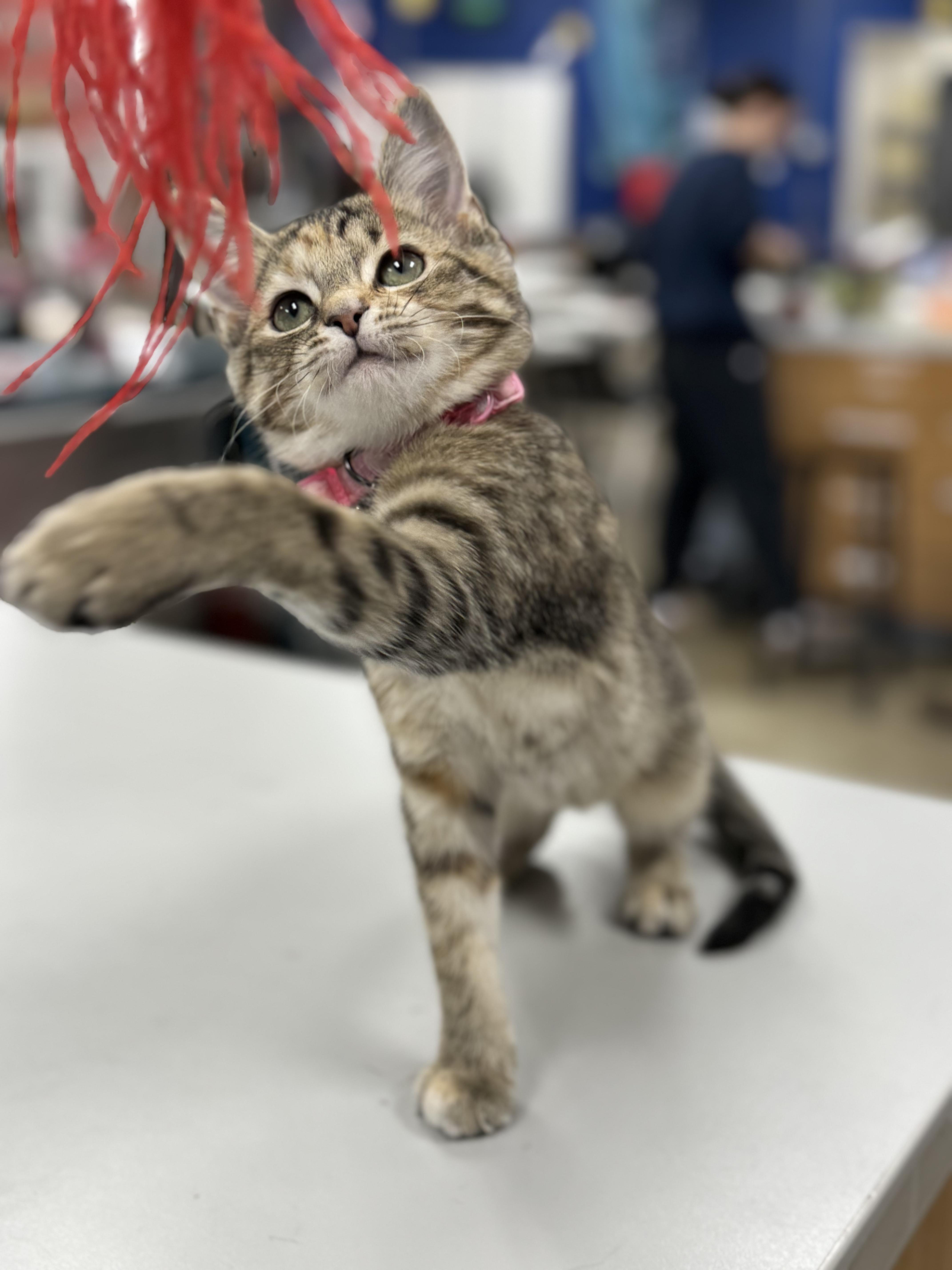 Enlarge STAR, an adopted Domestic Short Hair in Ashland, OH image 4/6