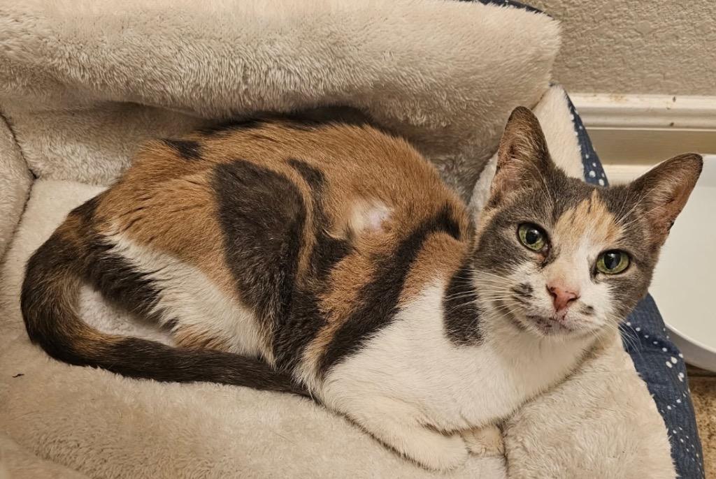 Enlarge Topaz, a Adoptable mixed breed in Spring, TX image 1/1