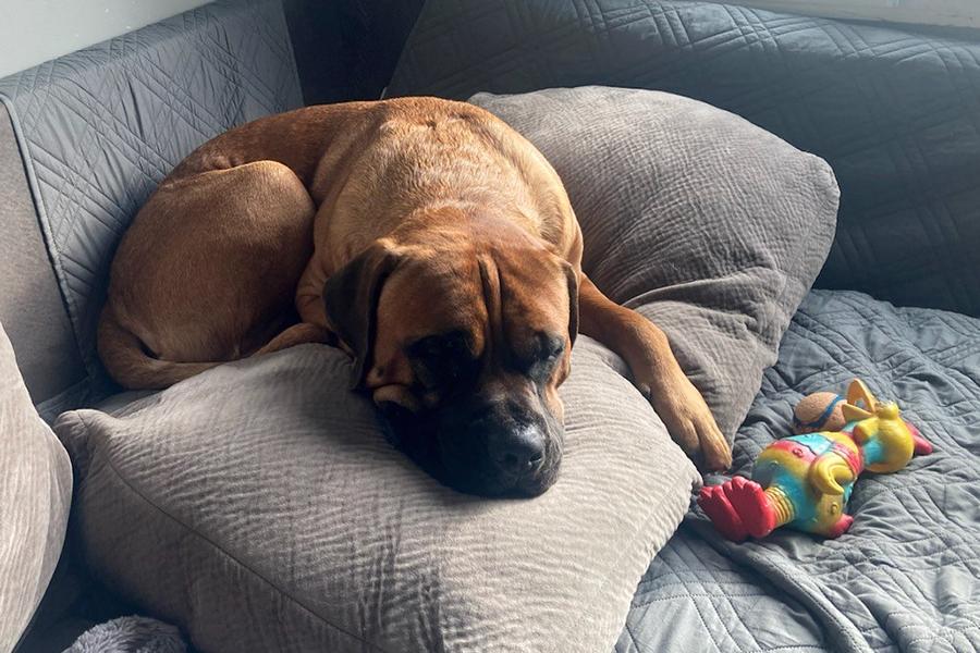 Ernie - Courtesy Listing, a Adoptable Bullmastiff in Carlsbad Springs, ON image 1/3