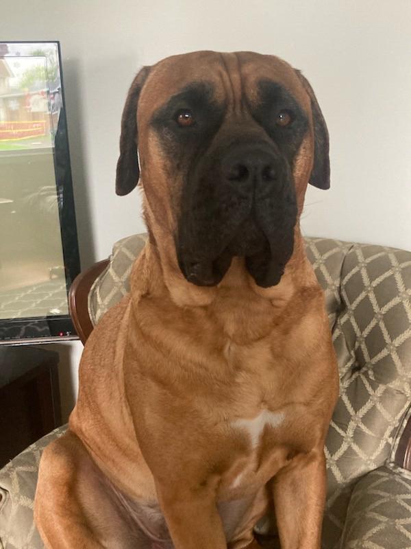 Ernie - Courtesy Listing, a Adoptable Bullmastiff in Carlsbad Springs, ON image 2/3