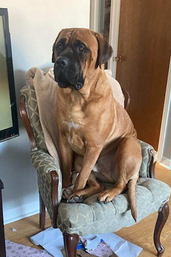 Ernie - Courtesy Listing, a Adoptable Bullmastiff in Carlsbad Springs, ON image 3/3