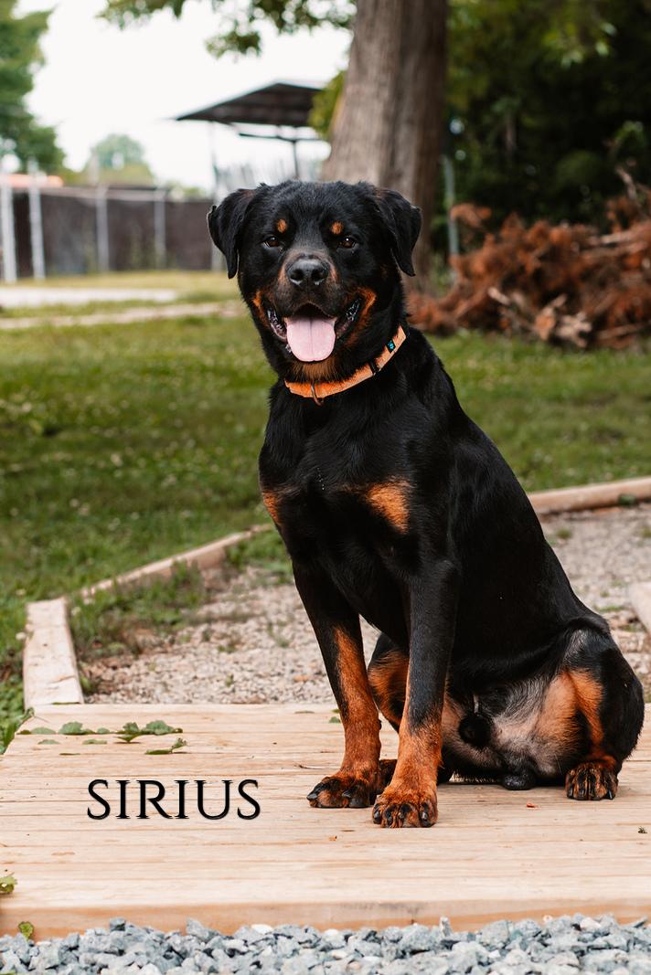 Sirius, an adopted mixed breed in Oak Ridge, TN image 1/4