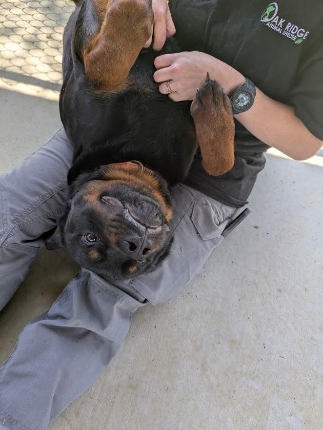Sirius, an adopted mixed breed in Oak Ridge, TN image 3/4