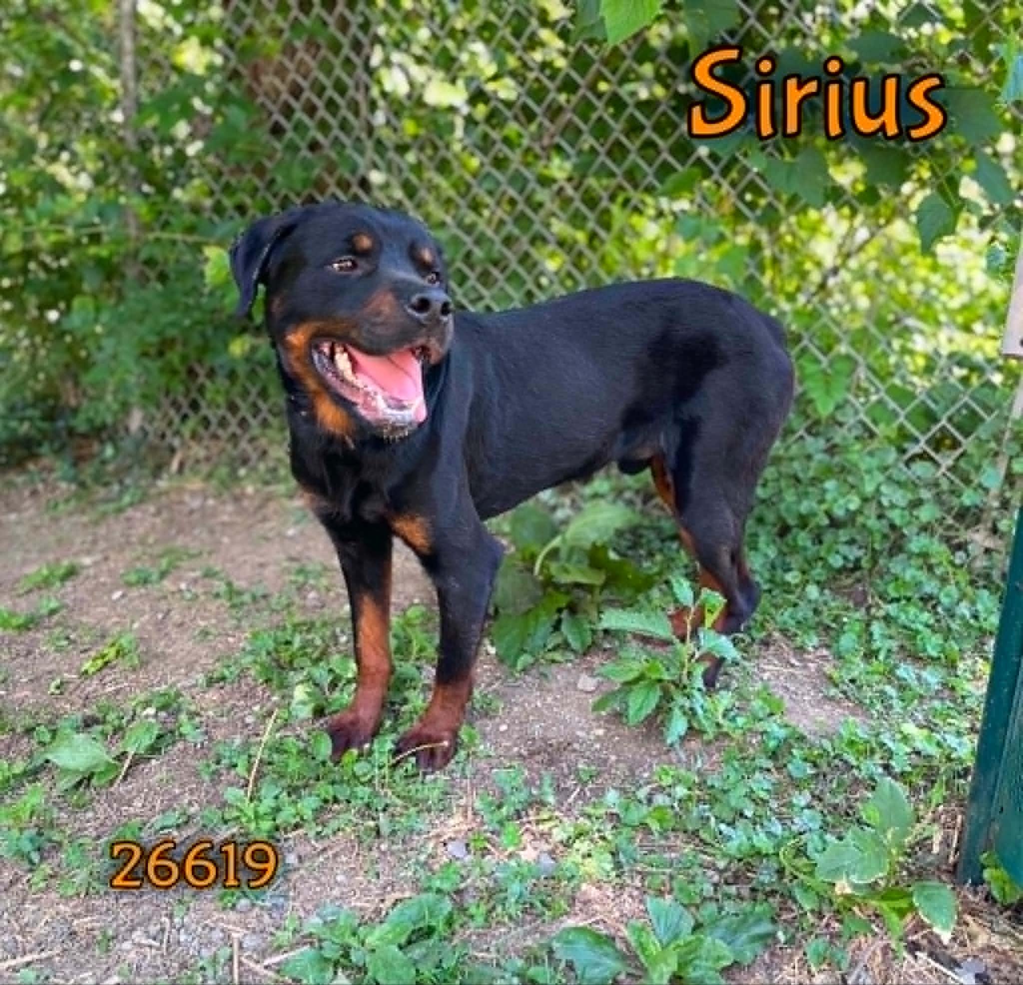Sirius, an adopted mixed breed in Oak Ridge, TN image 2/4