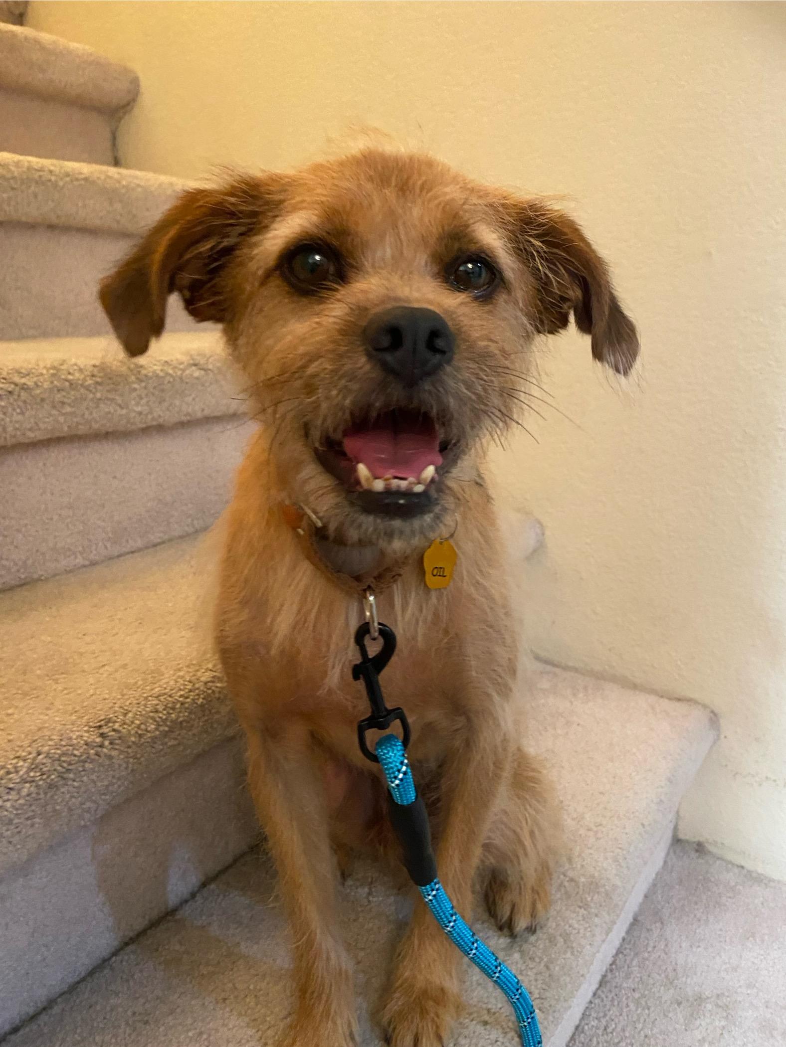 Oil, Adoptable, Adult Male Terrier.