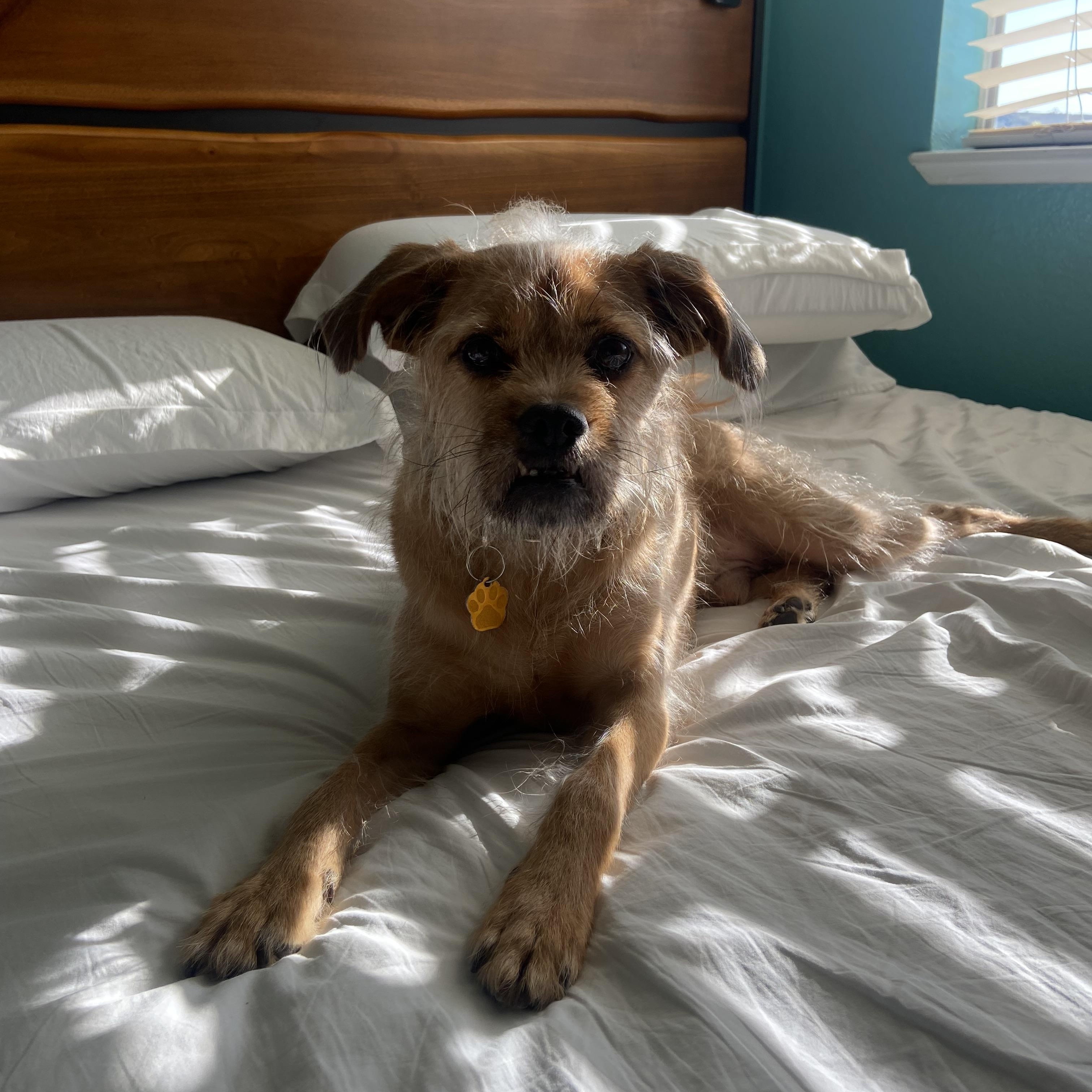 Enlarge Oil, a Adoptable mixed breed in San Jose, CA image 6/6