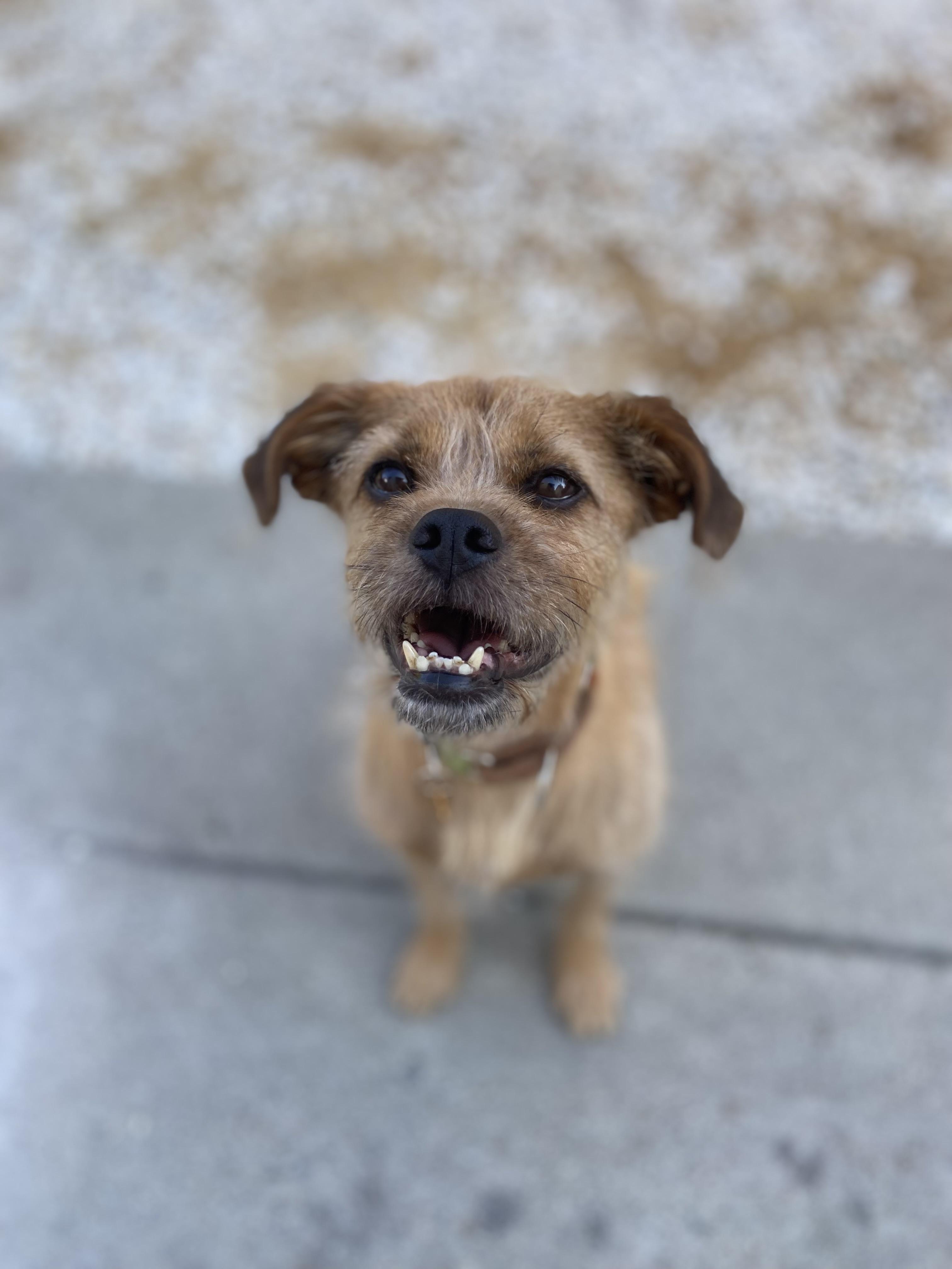 Enlarge Oil, a Adoptable mixed breed in San Jose, CA image 2/6