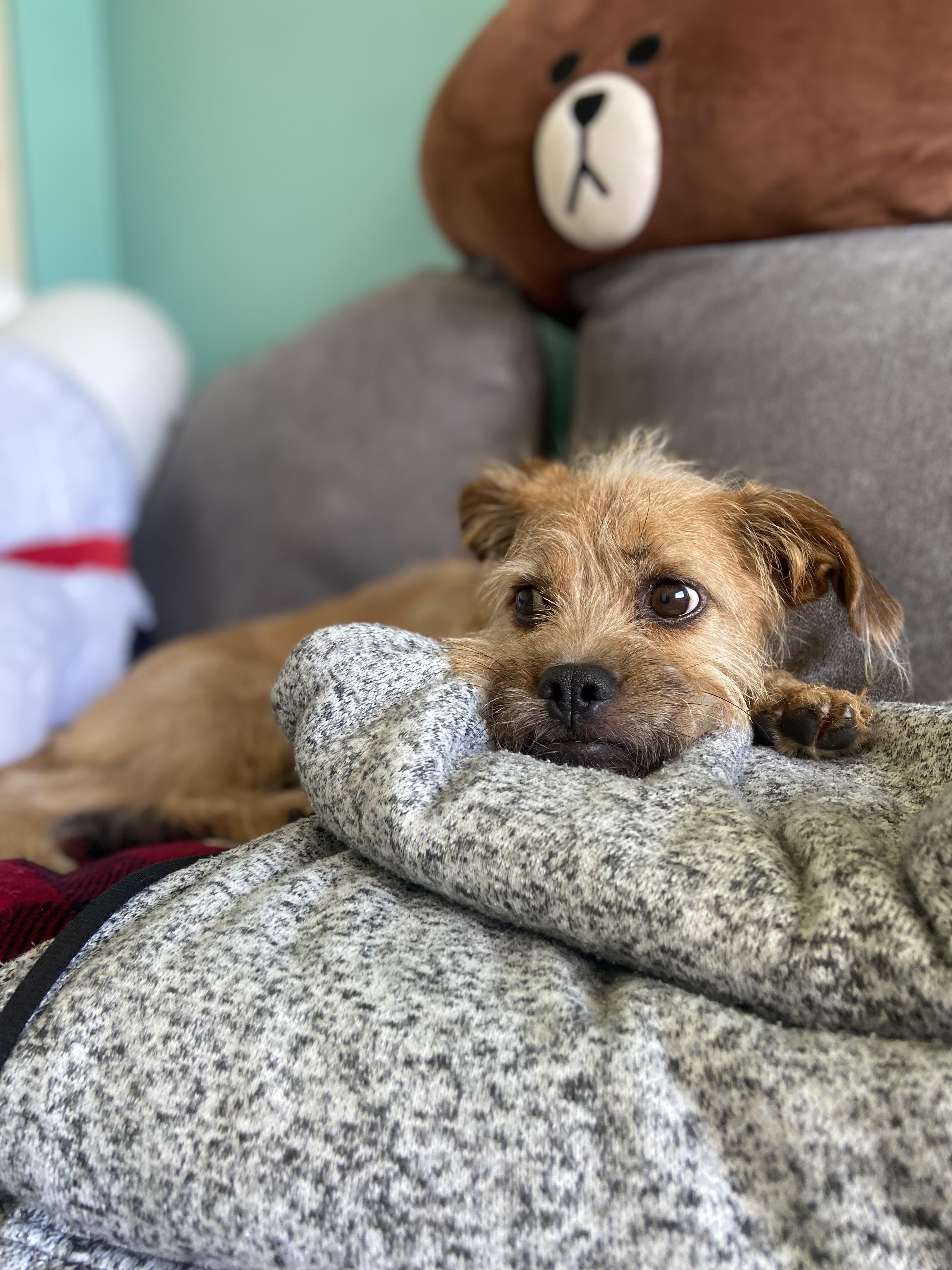 Enlarge Oil, a Adoptable mixed breed in San Jose, CA image 3/6