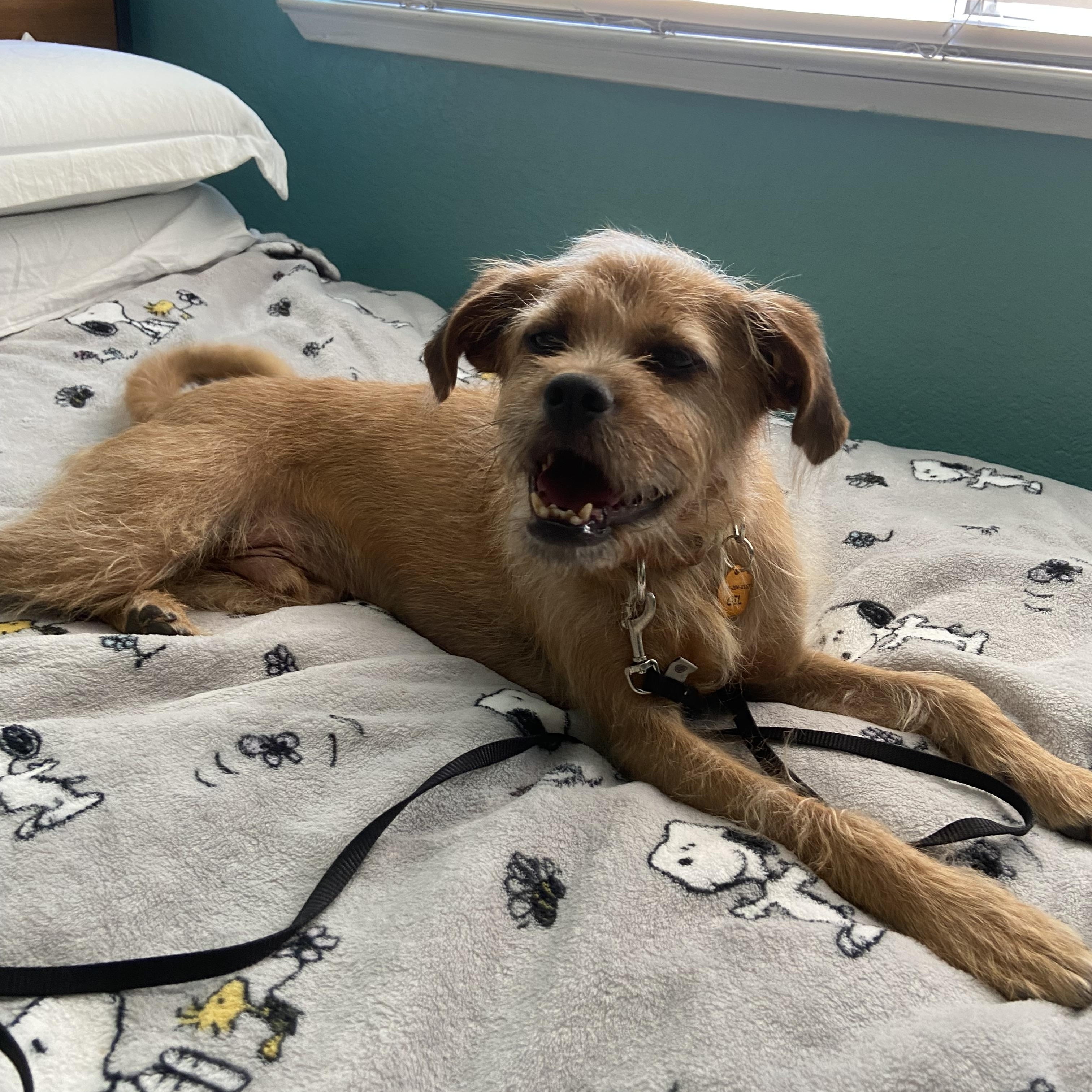 Enlarge Oil, a Adoptable mixed breed in San Jose, CA image 4/6