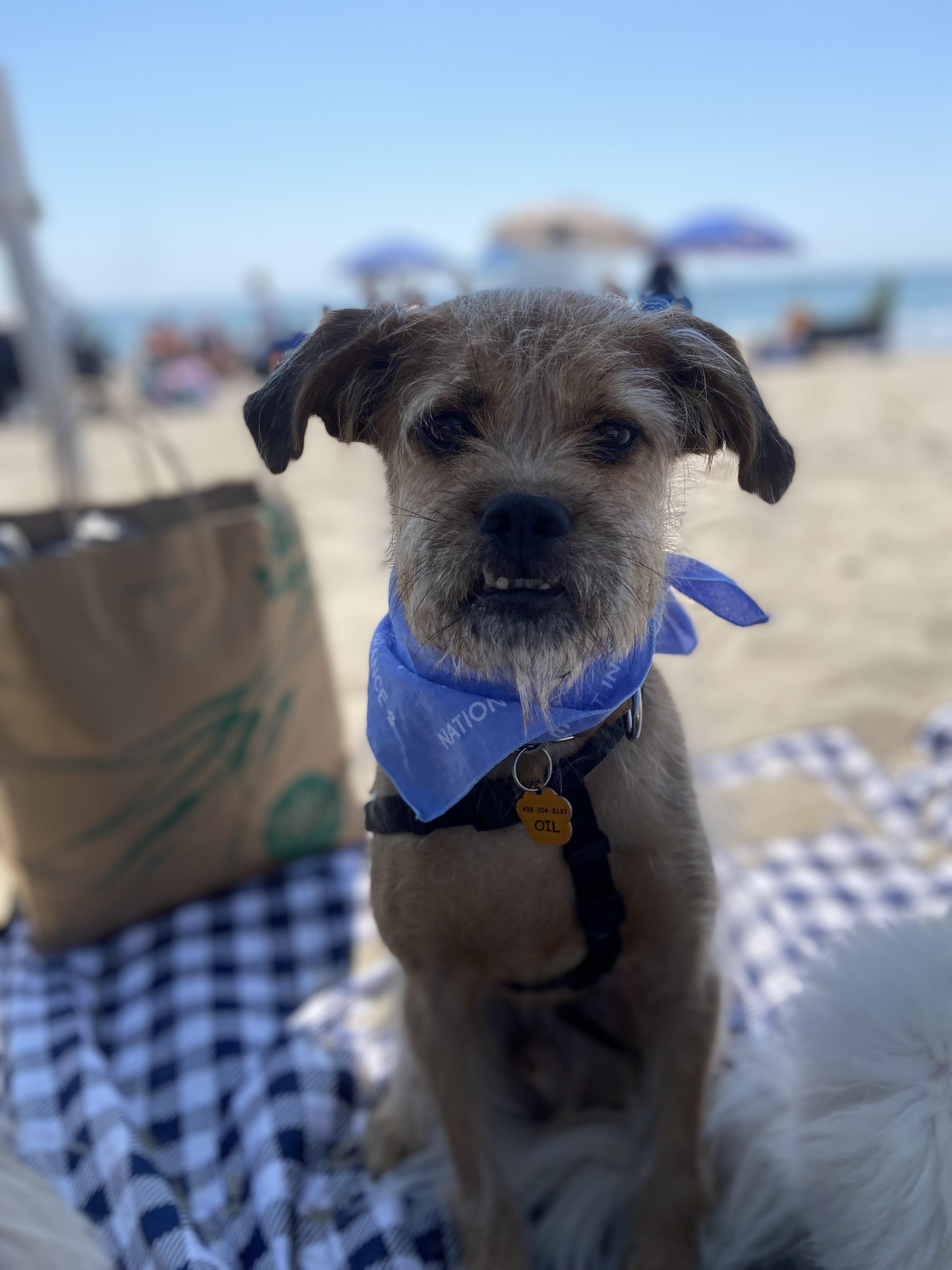 Enlarge Oil, a Adoptable mixed breed in San Jose, CA image 5/6