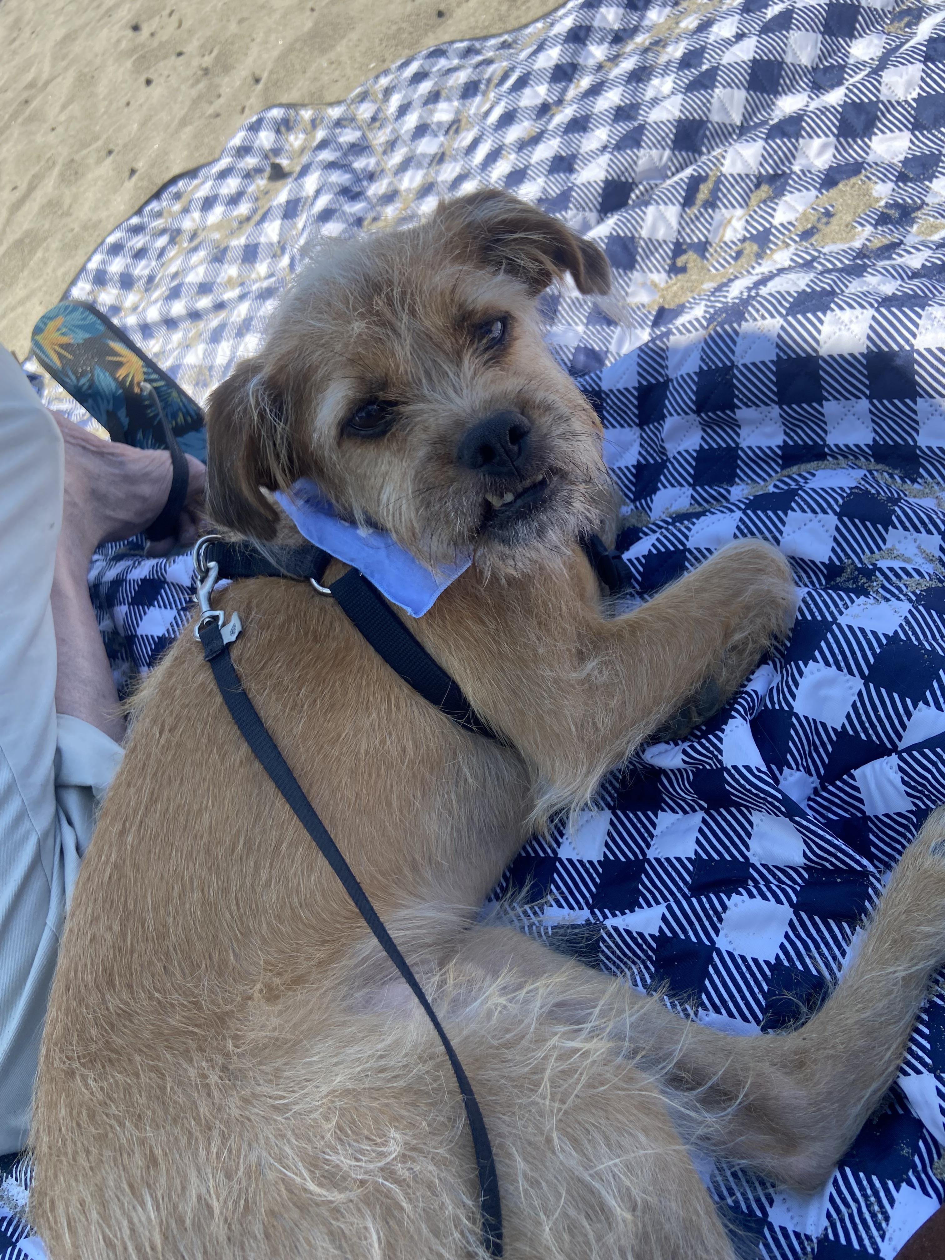 Enlarge Oil, a Adoptable mixed breed in San Jose, CA image 6/6