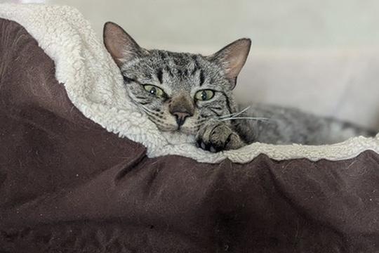 Bennett, a Adoptable mixed breed in Liverpool, NY image 2/5
