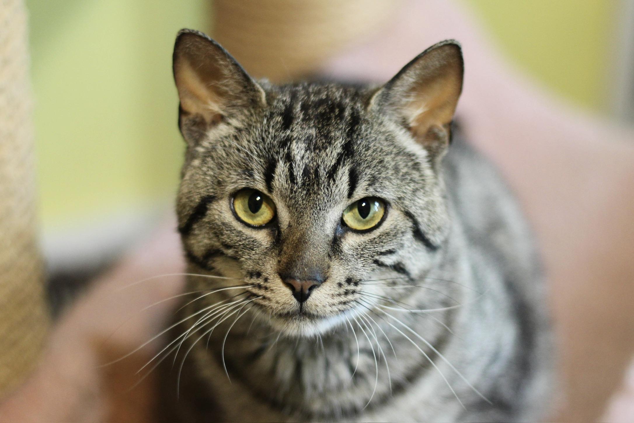 Bennett, Adoptable, Young Male Domestic Short Hair & Tabby.