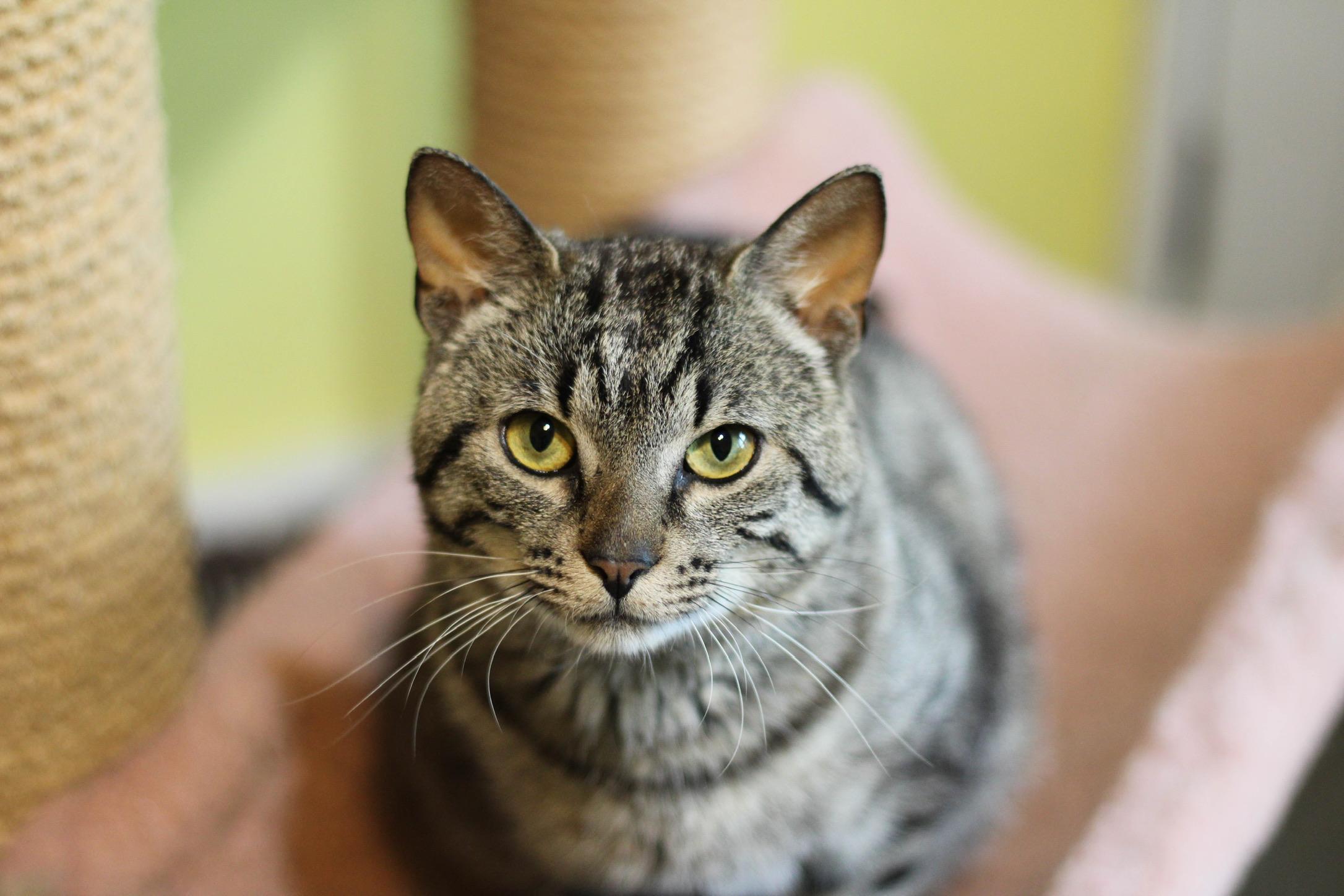 Bennett, a Adoptable mixed breed in Liverpool, NY image 3/5