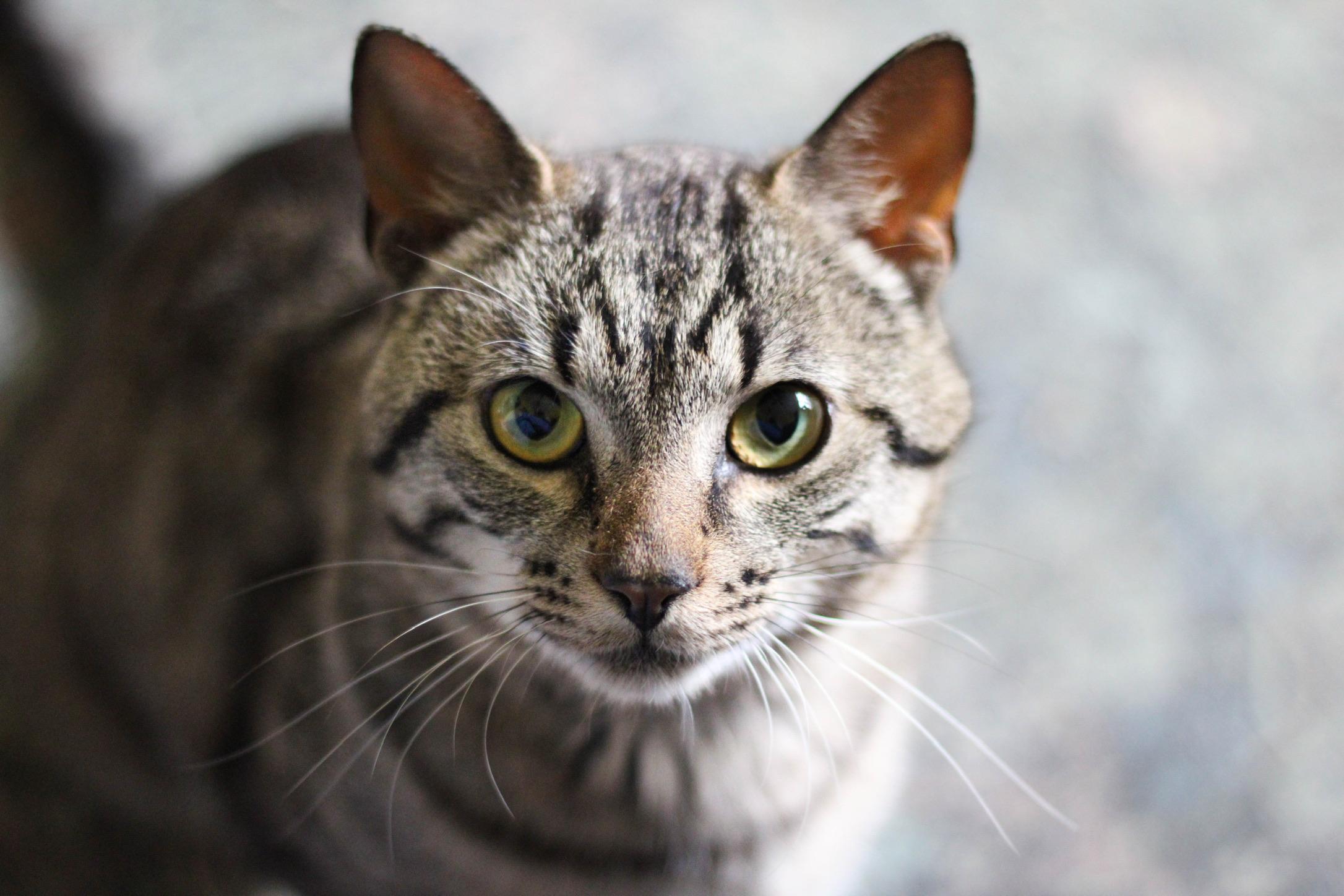 Bennett, Adoptable, Young Male Domestic Short Hair & Tabby.