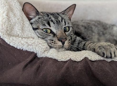 Bennett, a Adoptable mixed breed in Liverpool, NY image 5/5