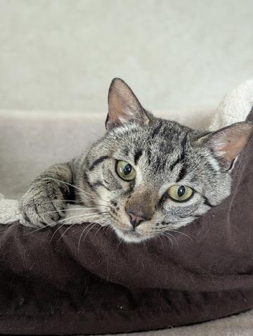 Bennett, a Adoptable mixed breed in Liverpool, NY image 4/5
