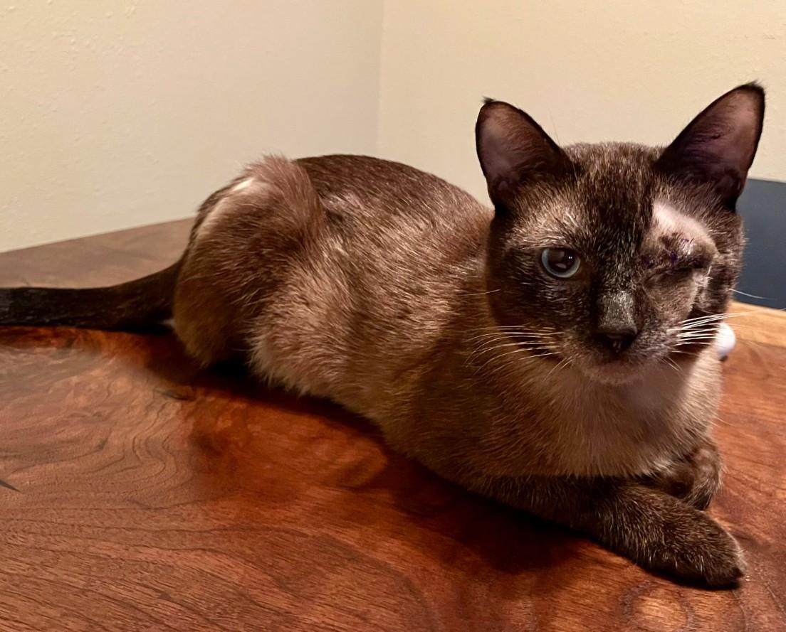 Smokey Varga, an adoptable Domestic Short Hair, Burmese in Denver, CO, 80246 | Photo Image 4