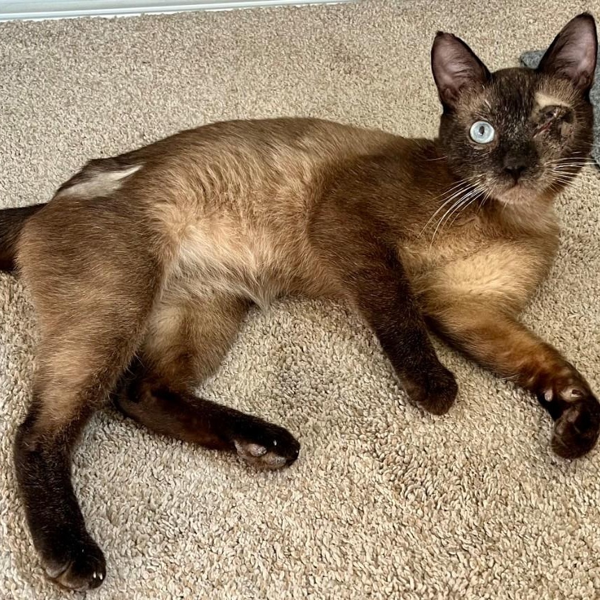 Smokey Varga, an adoptable Domestic Short Hair, Burmese in Denver, CO, 80246 | Photo Image 2