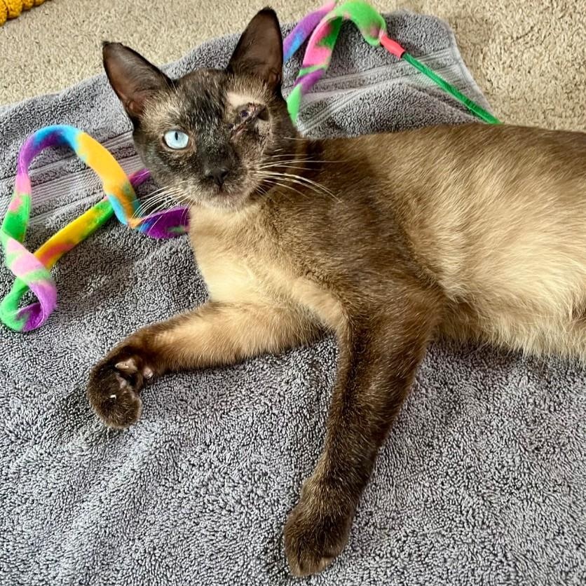 Smokey Varga, an adoptable Domestic Short Hair, Burmese in Denver, CO, 80246 | Photo Image 1