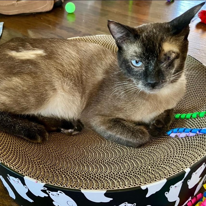 Smokey Varga, an adoptable Domestic Short Hair, Burmese in Denver, CO, 80246 | Photo Image 3