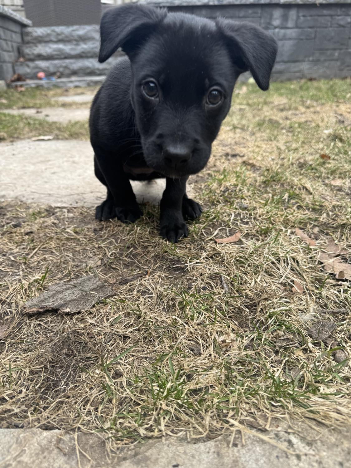 Enlarge Shadow, an adopted mixed breed in Toronto, ON image 3/3