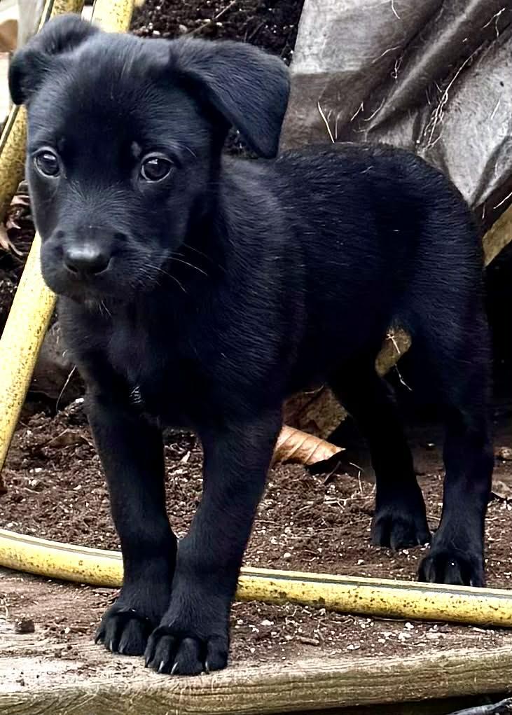 Enlarge Shadow, an adopted mixed breed in Toronto, ON image 2/3